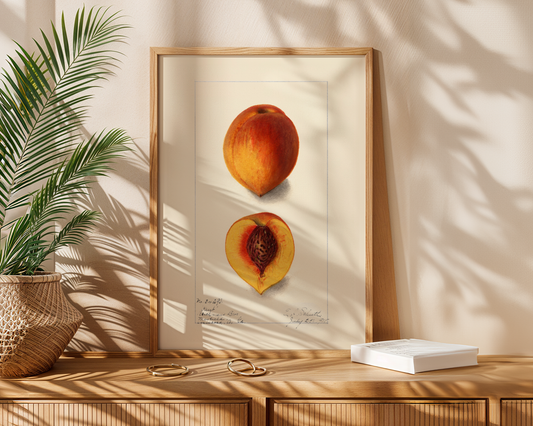 Peach Botanical