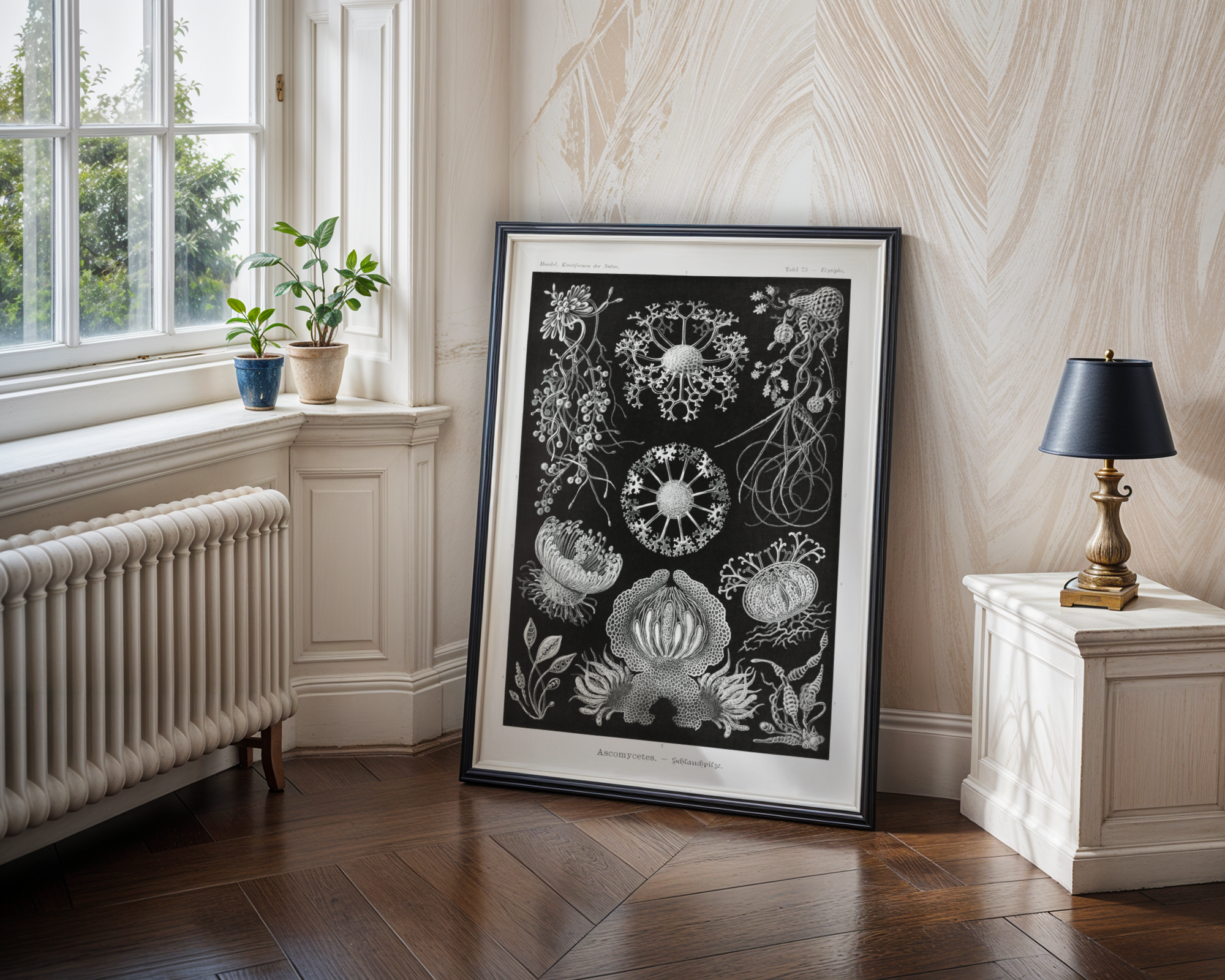 Ernst Haeckel - Ascomycetes (1904)
