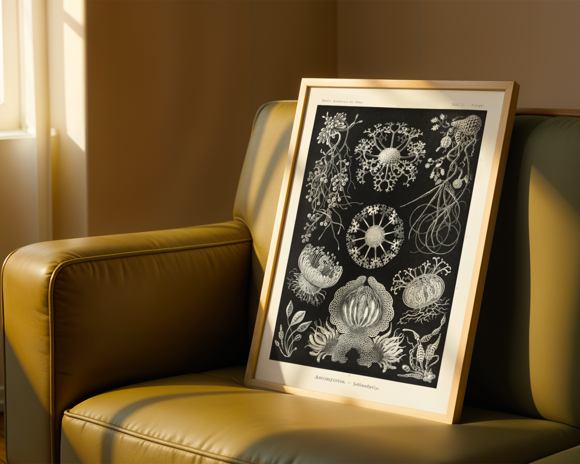 Ernst Haeckel - Ascomycetes (1904)