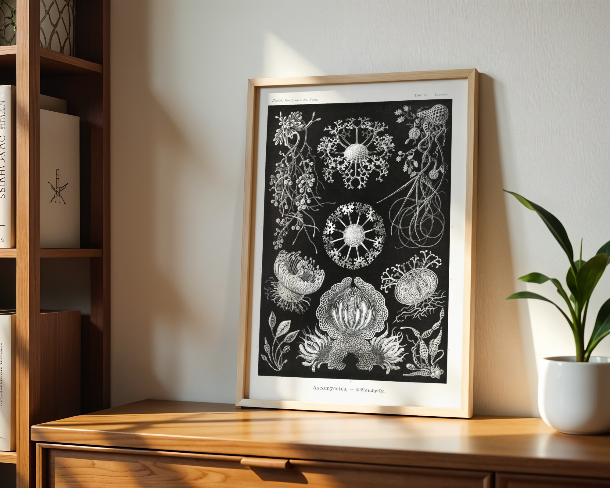 Ernst Haeckel - Ascomycetes (1904)