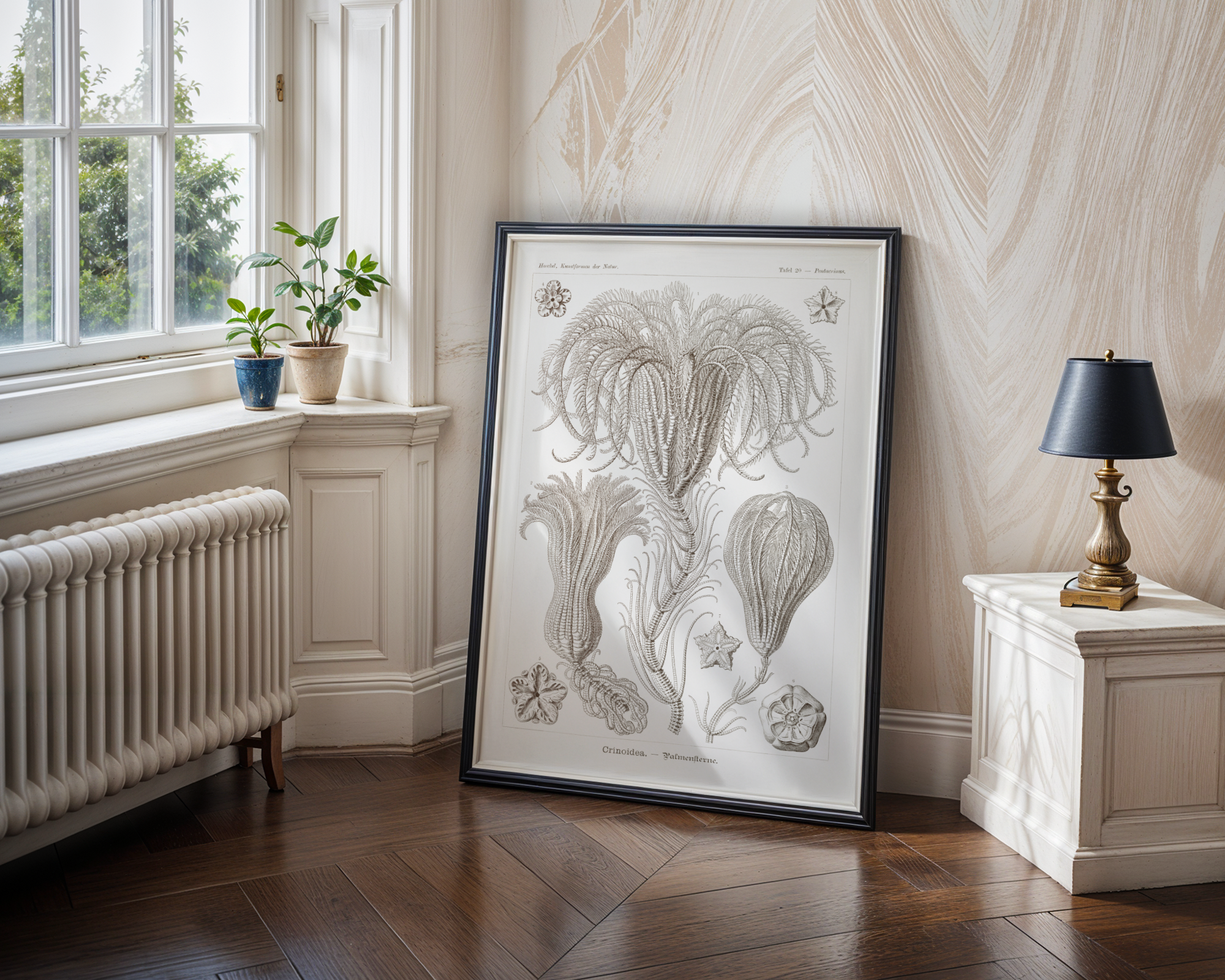 Ernst Haeckel - Crinoidea