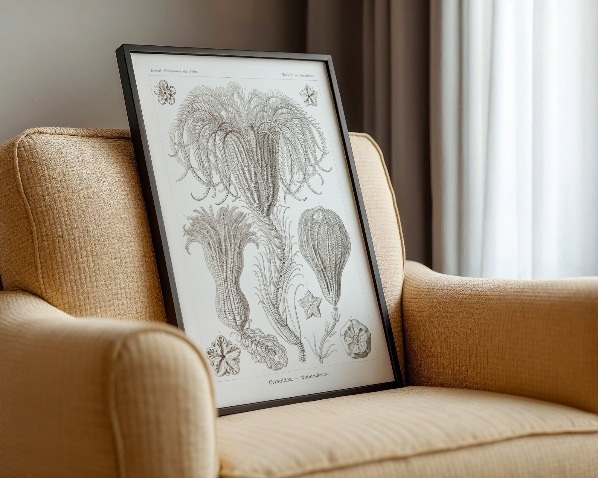 Ernst Haeckel - Crinoidea