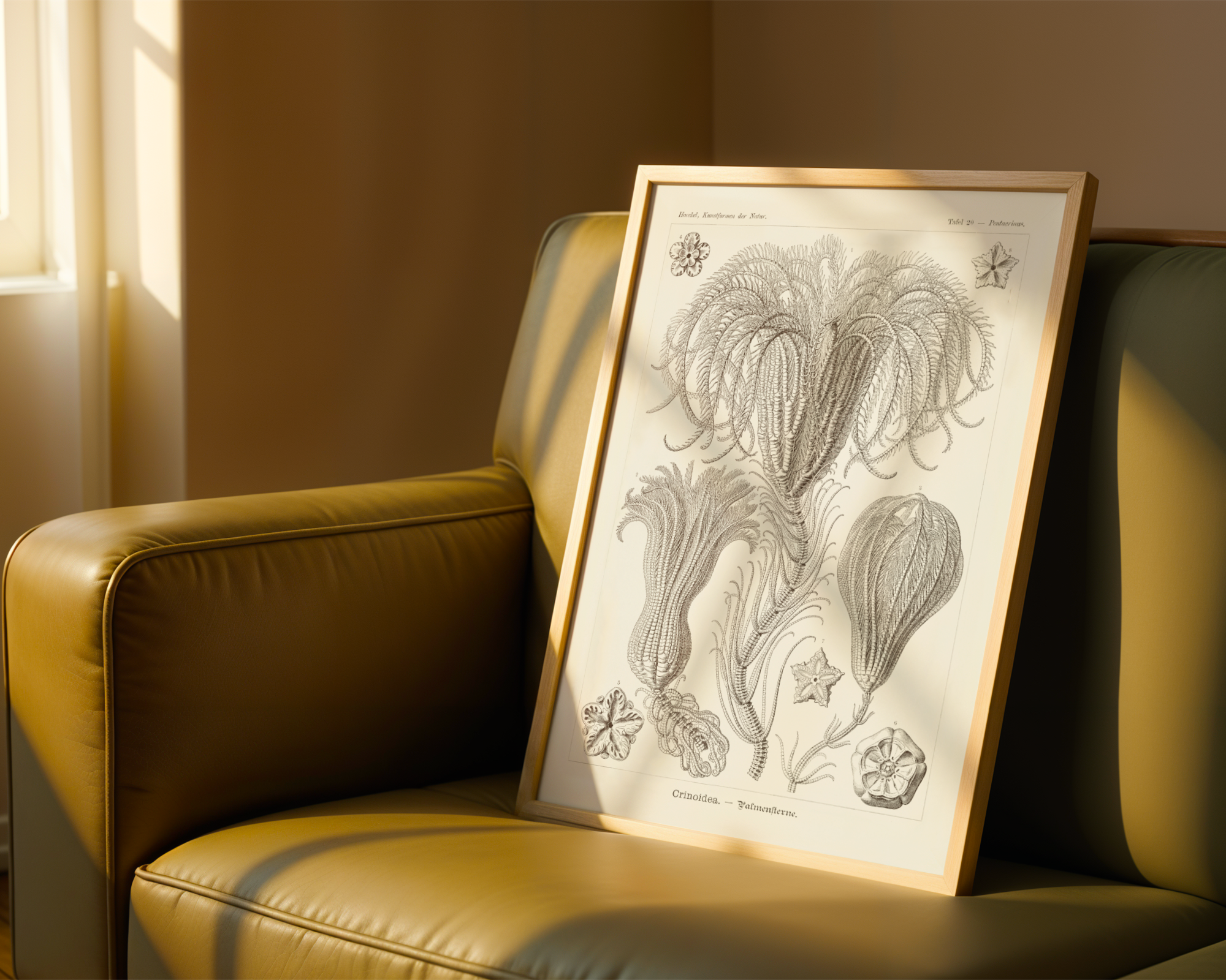 Ernst Haeckel - Crinoidea