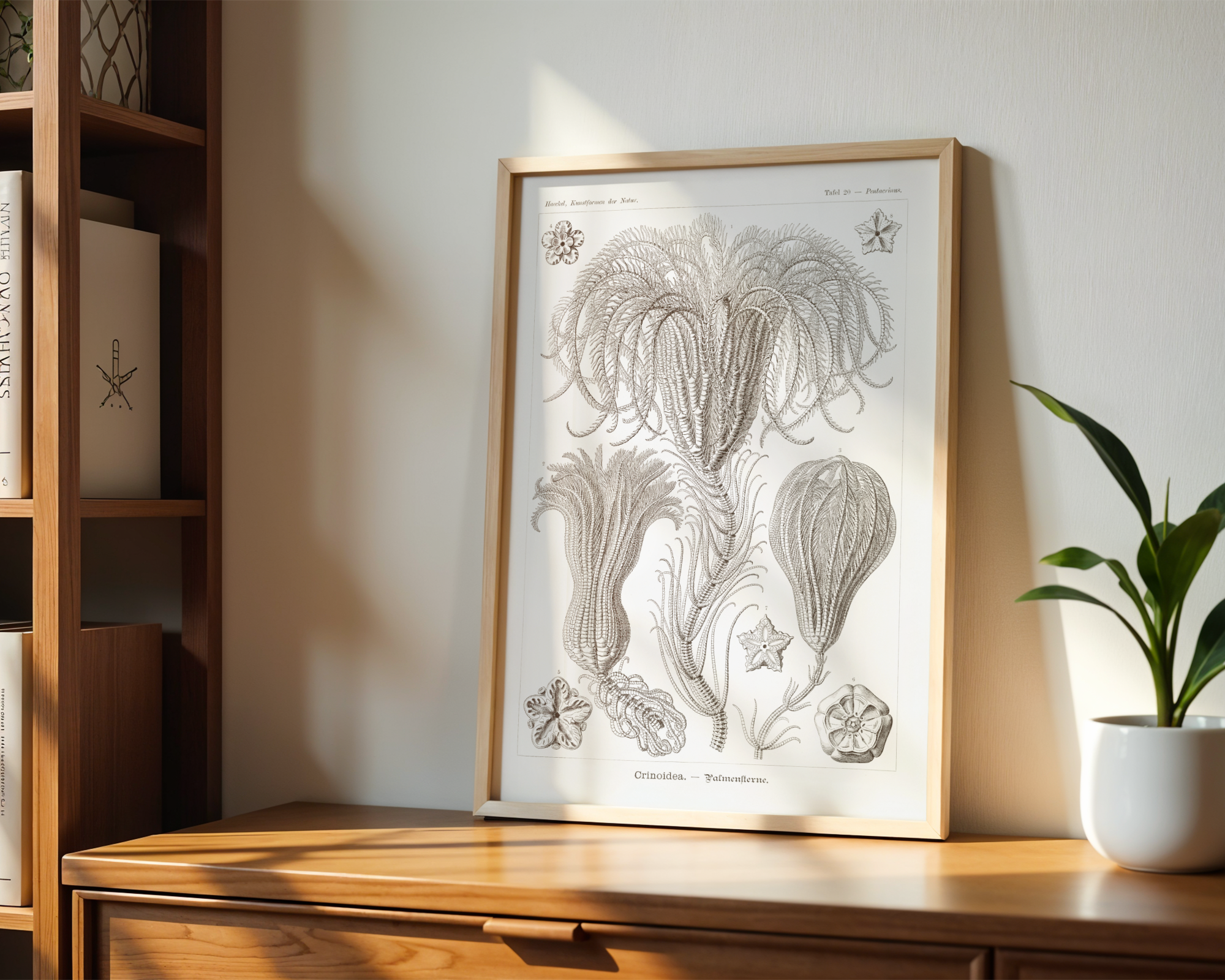 Ernst Haeckel - Crinoidea