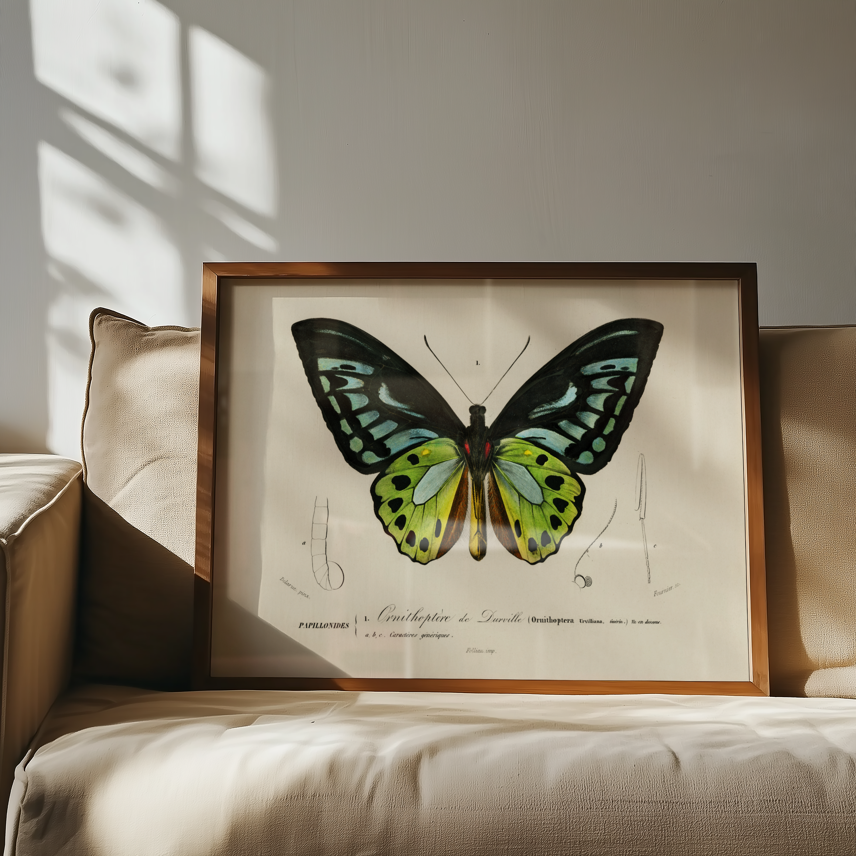 Charles Dessalines D'Orbigny - Grønn Birdwing-sommerfugl