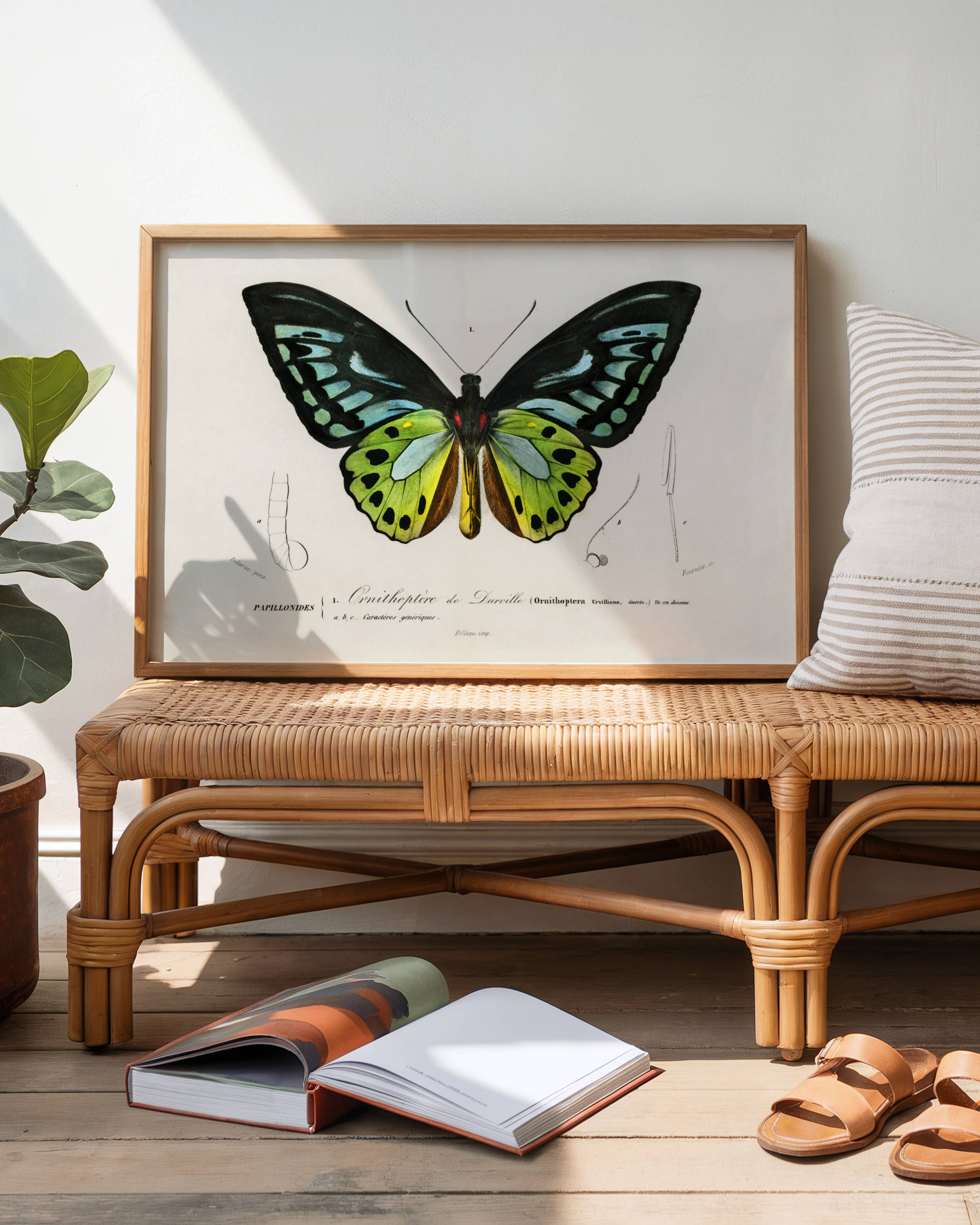 Charles Dessalines D'Orbigny - Grønn Birdwing-sommerfugl