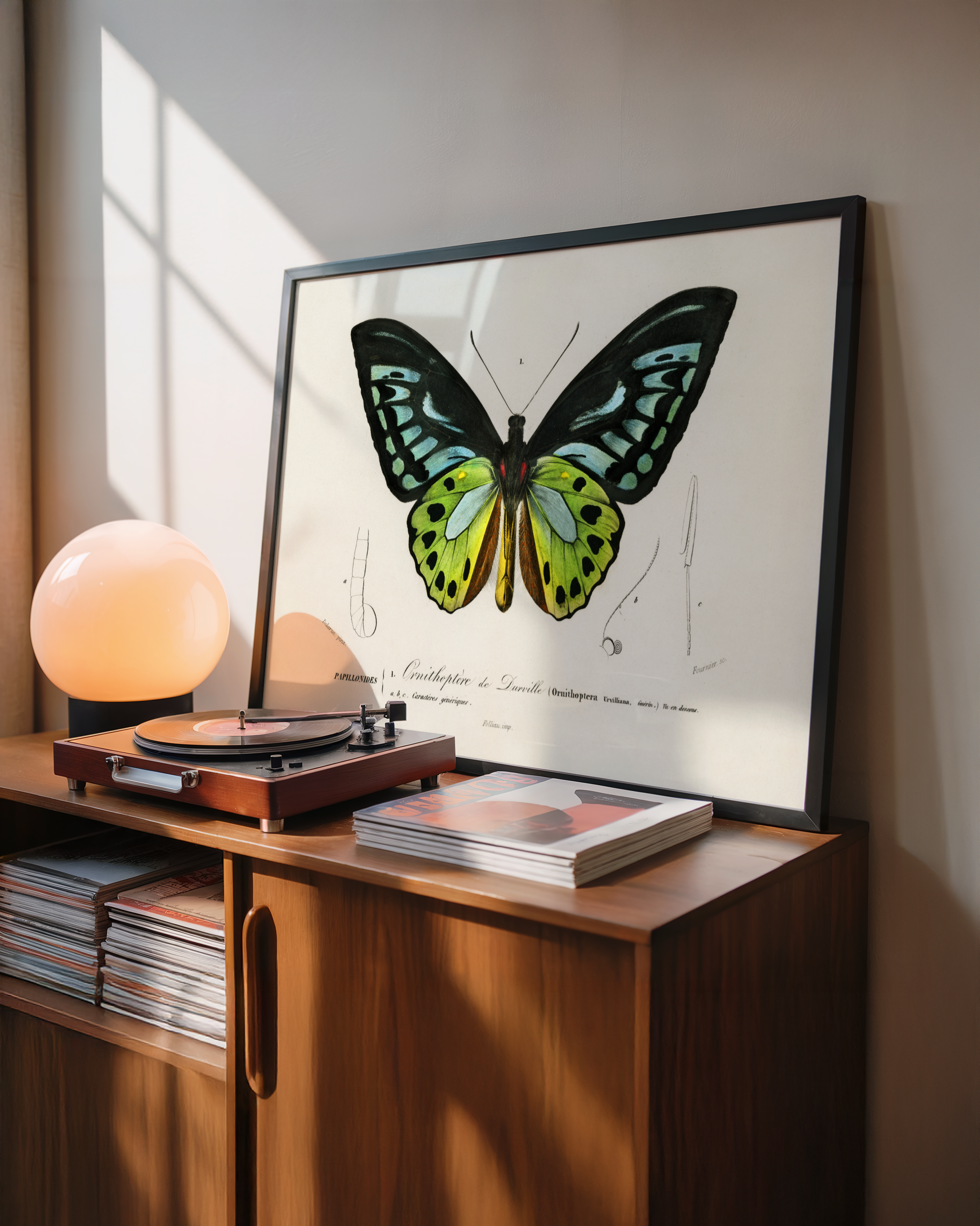 Charles Dessalines D'Orbigny - Grønn Birdwing-sommerfugl