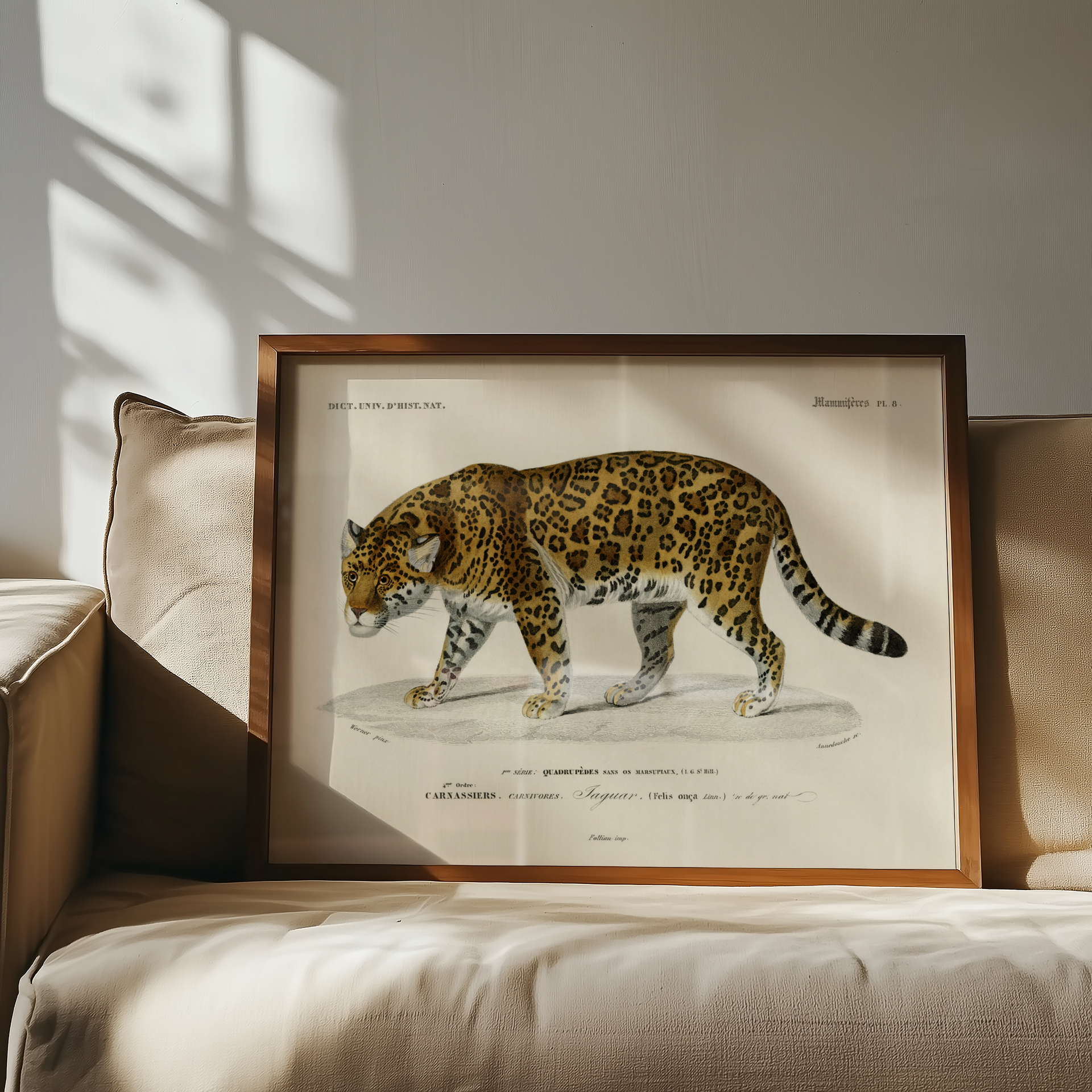 Charles Dessalines d’Orbigny - Jaguar
