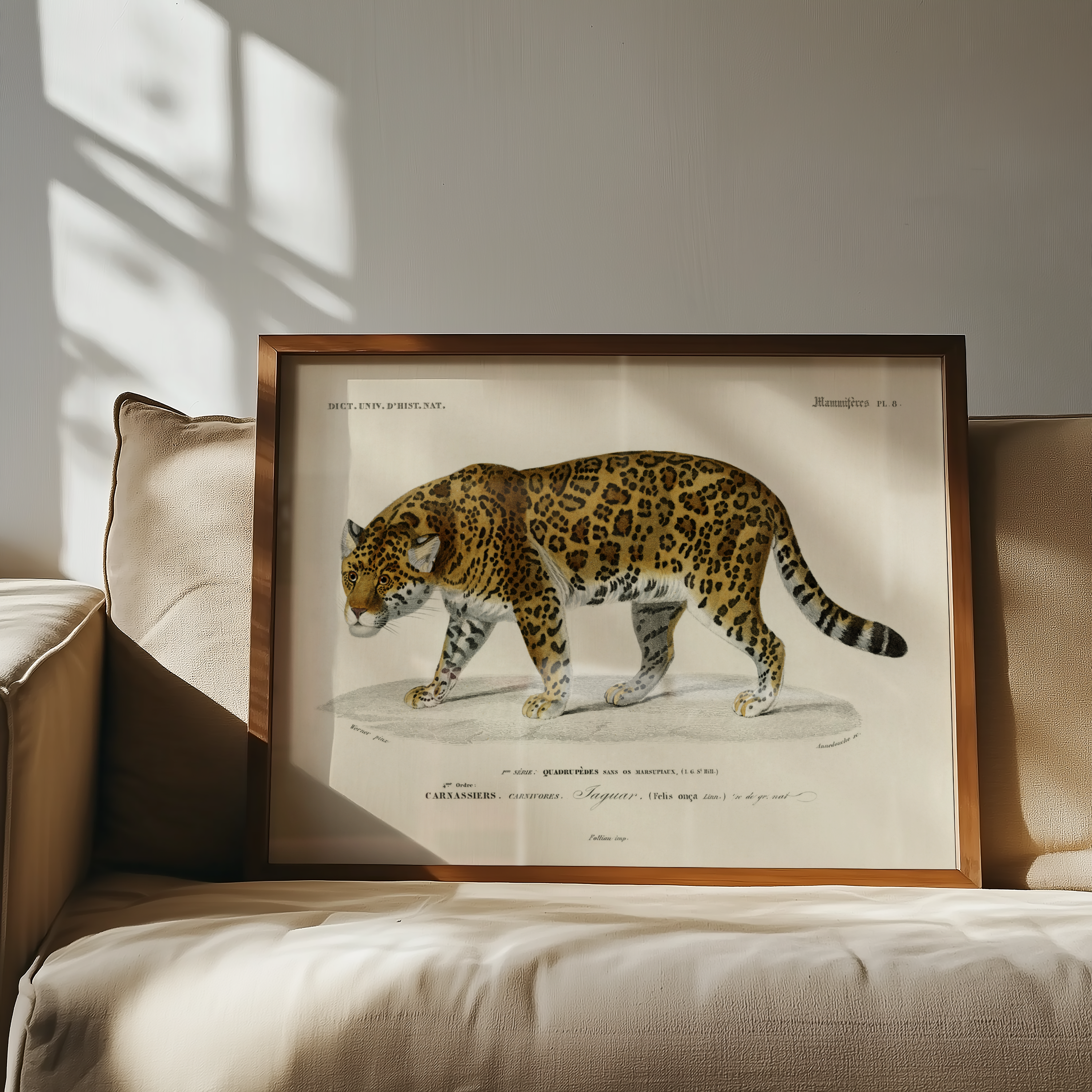 Charles Dessalines d’Orbigny - Jaguar