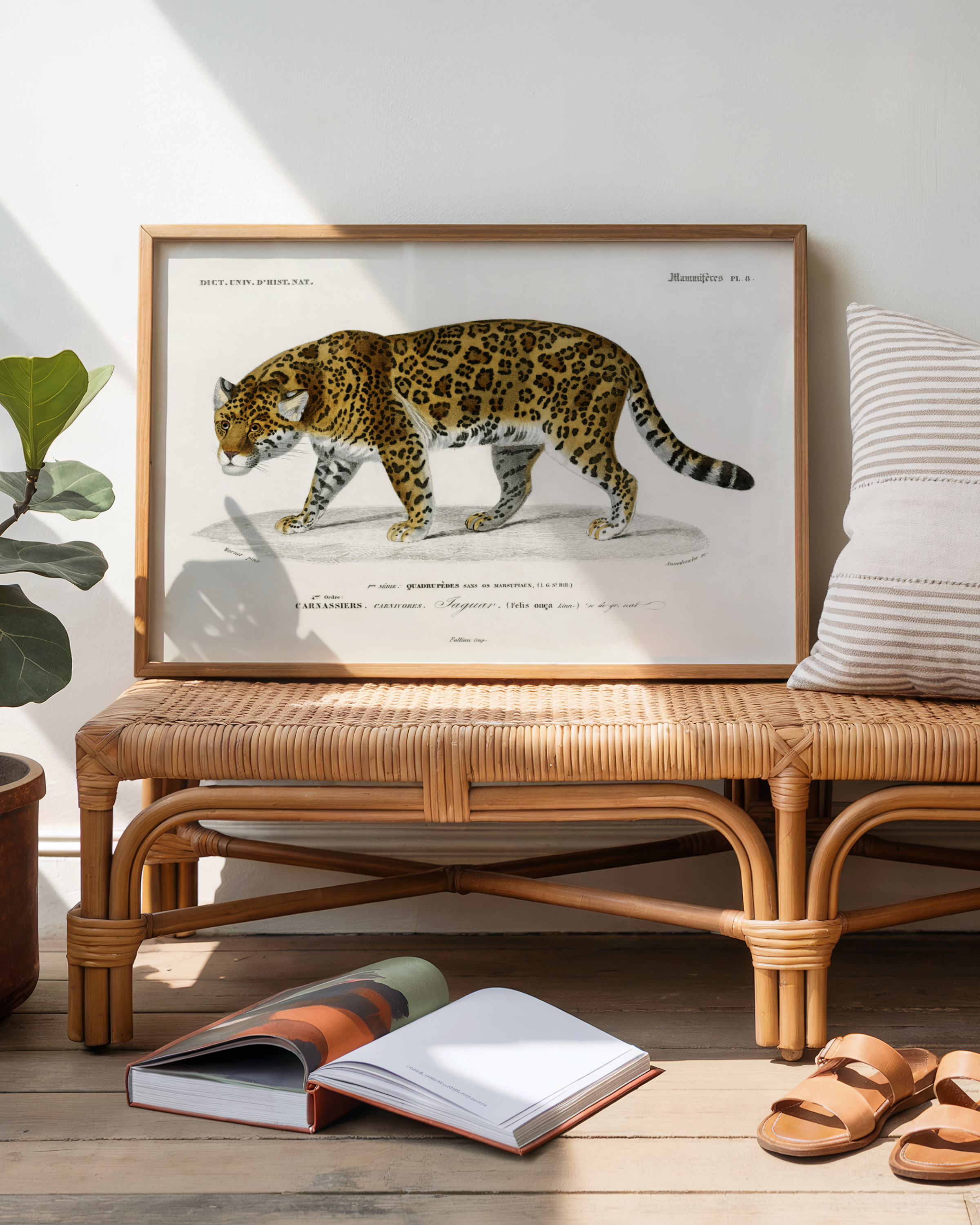 Charles Dessalines d’Orbigny - Jaguar