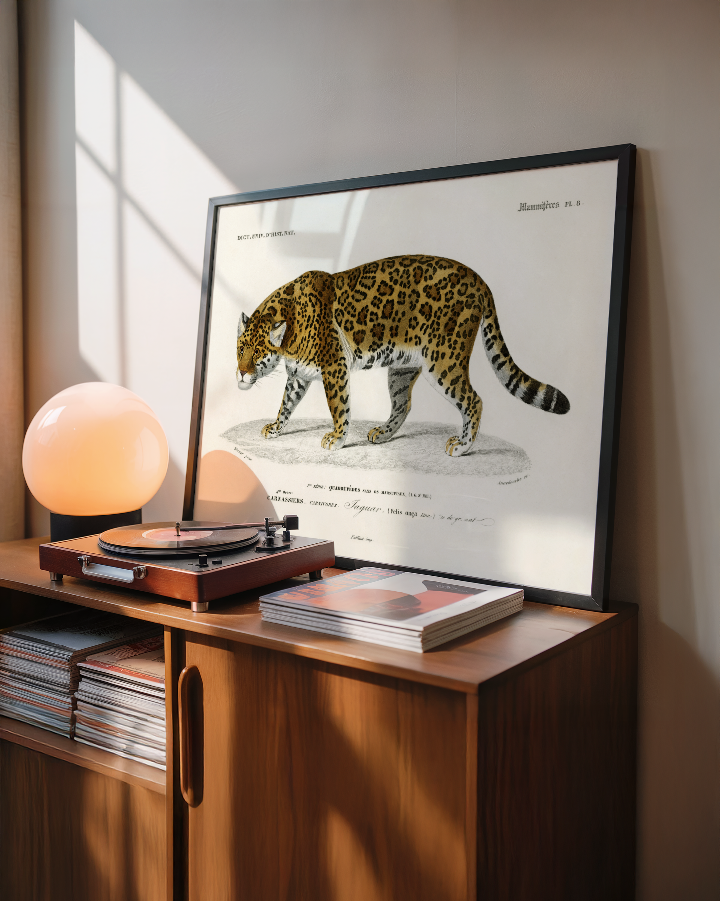 Charles Dessalines d’Orbigny - Jaguar