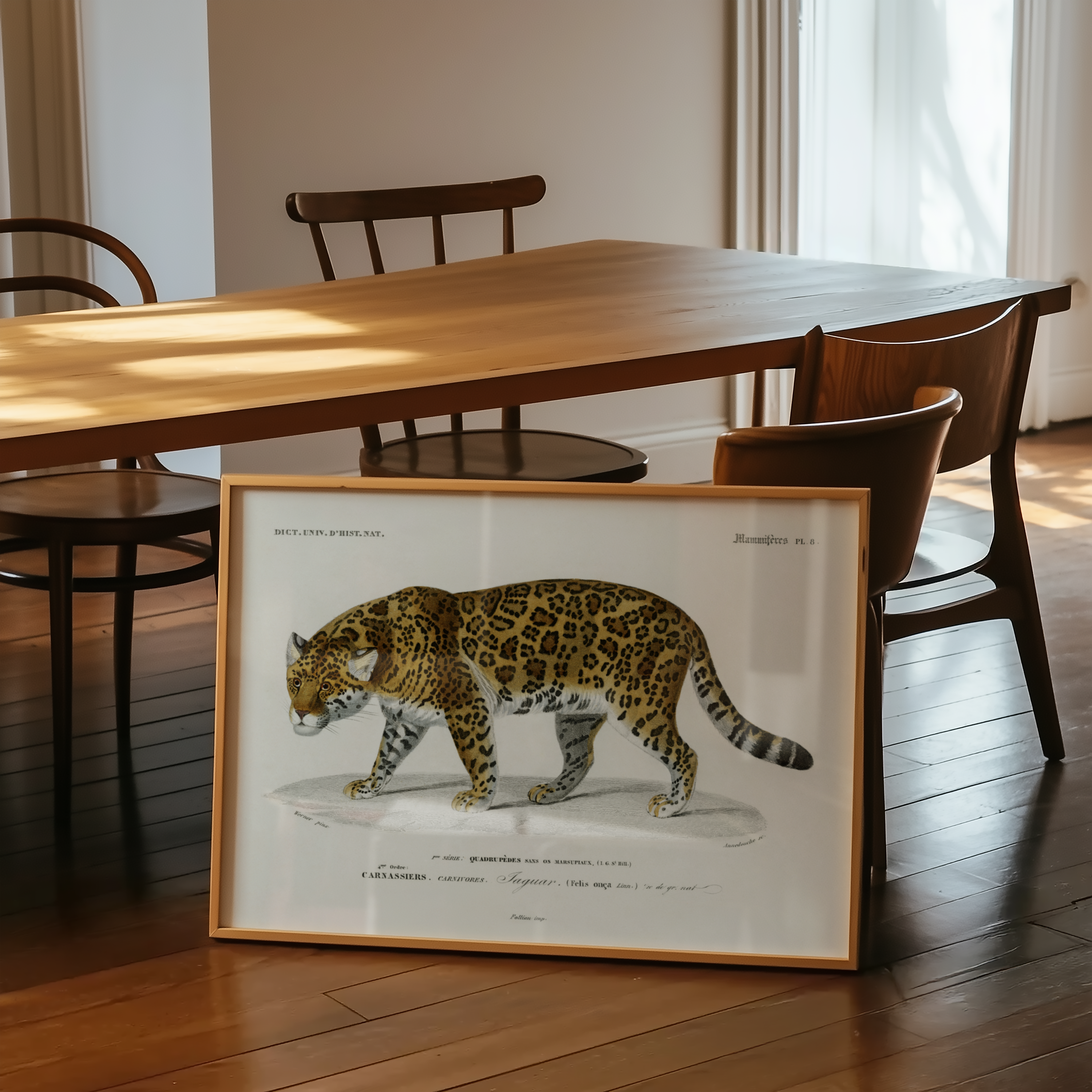 Charles Dessalines d’Orbigny - Jaguar