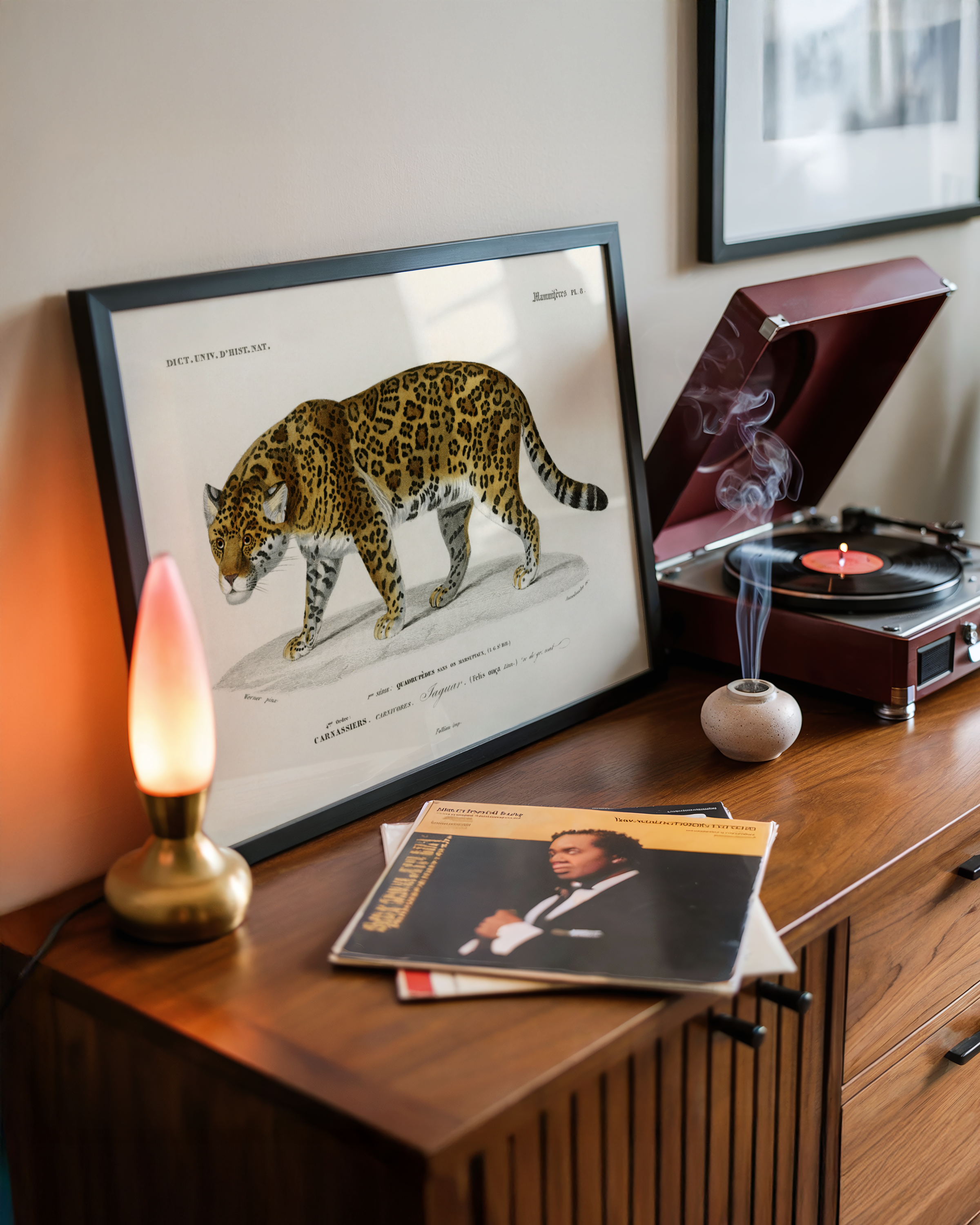 Charles Dessalines d’Orbigny - Jaguar