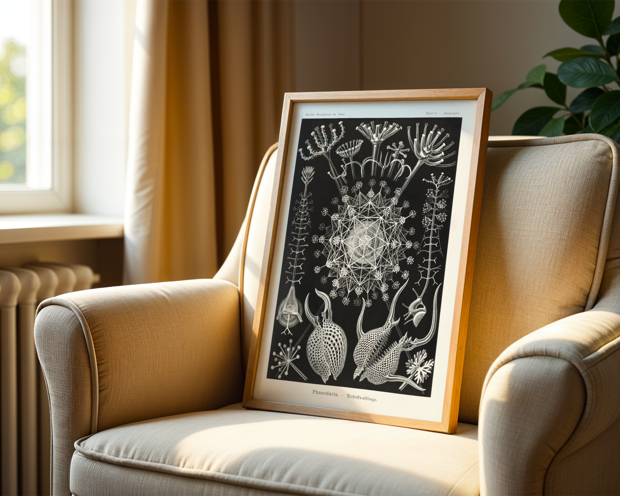Ernst Haeckel - Phaeodaria