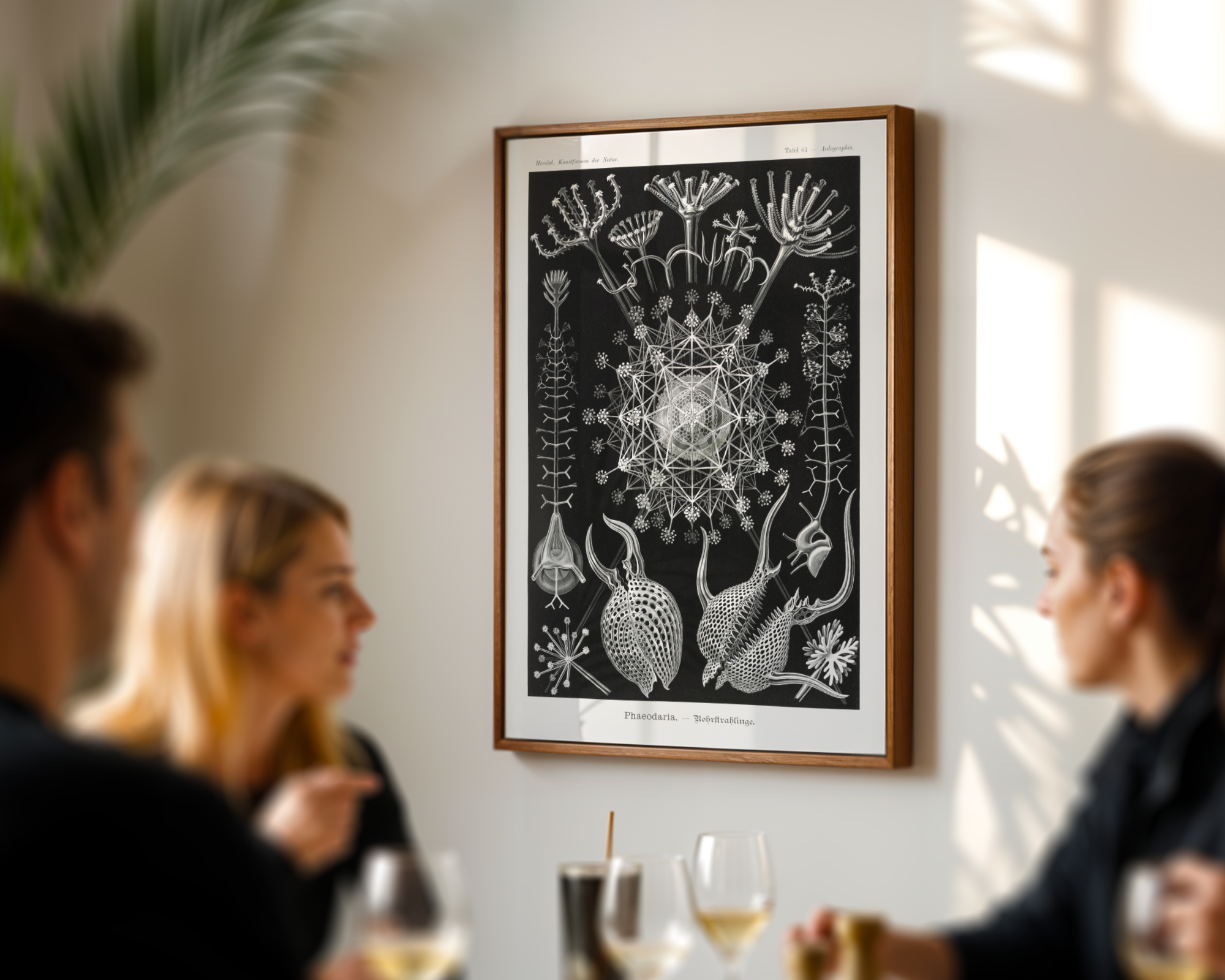 Ernst Haeckel - Phaeodaria