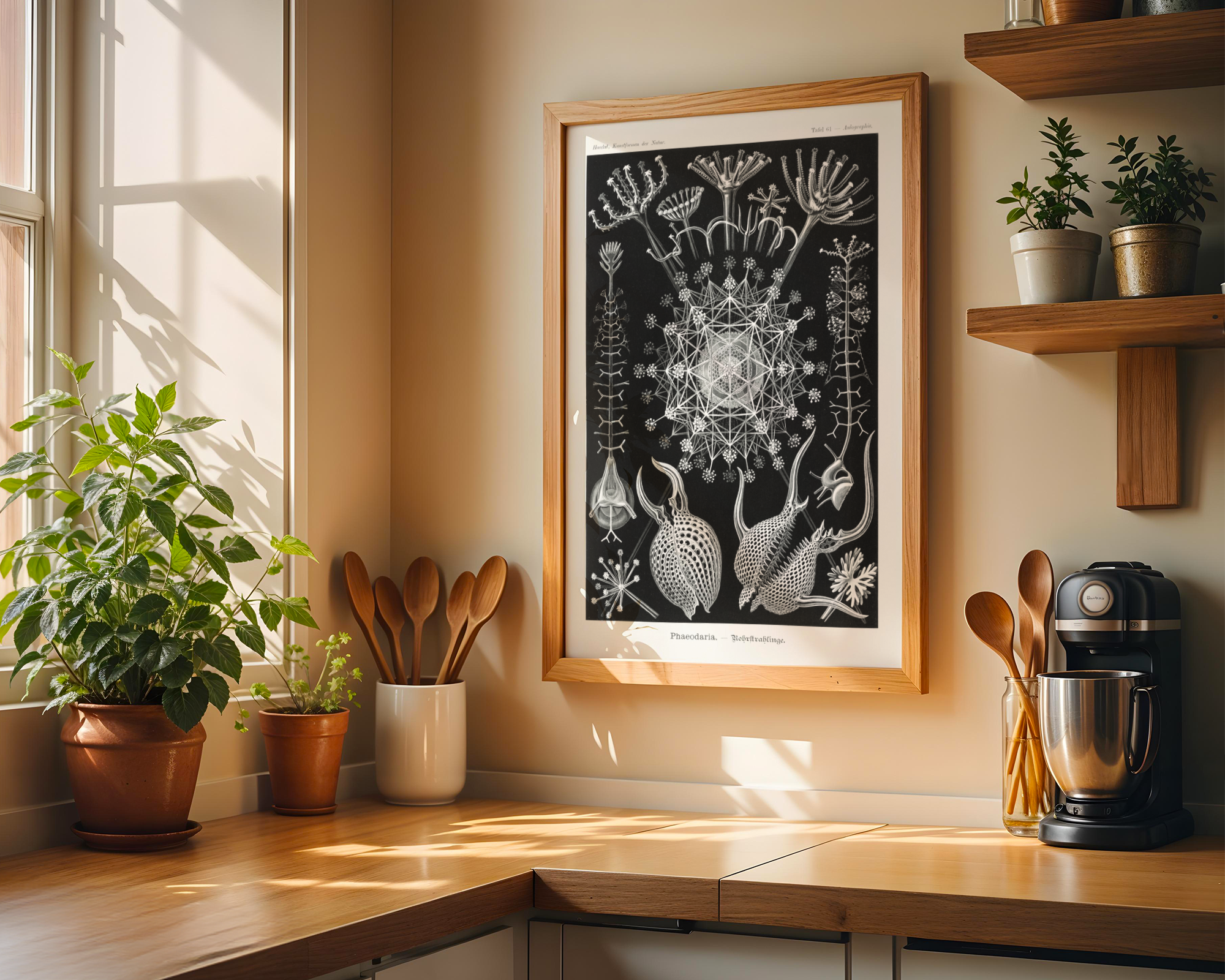 Ernst Haeckel - Phaeodaria