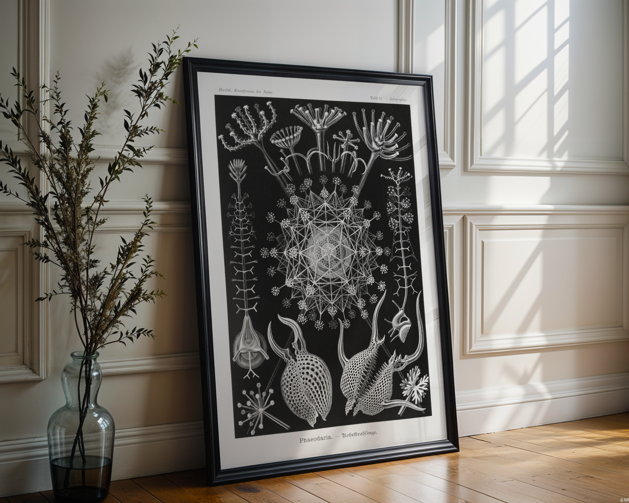 Ernst Haeckel - Phaeodaria
