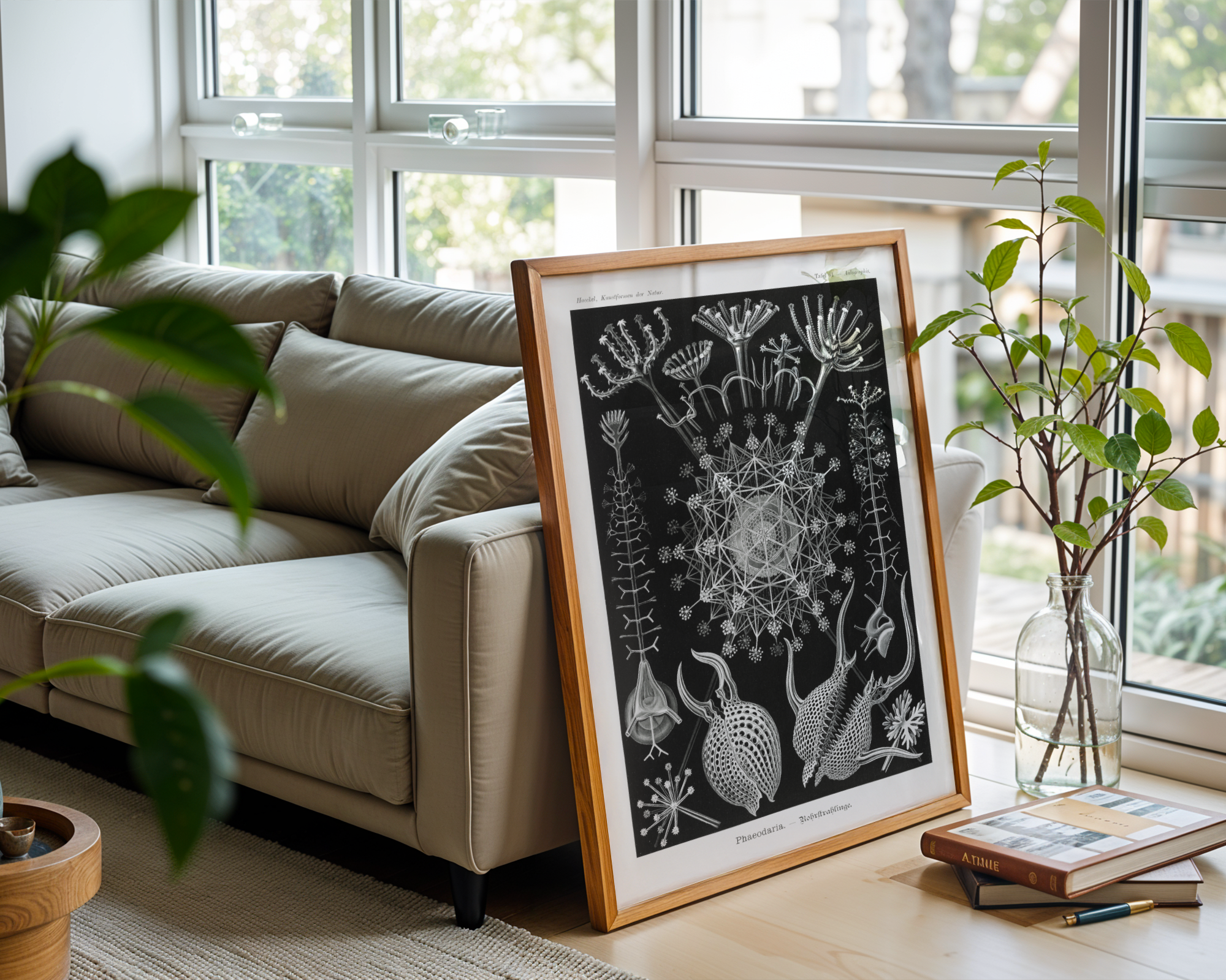 Ernst Haeckel - Phaeodaria