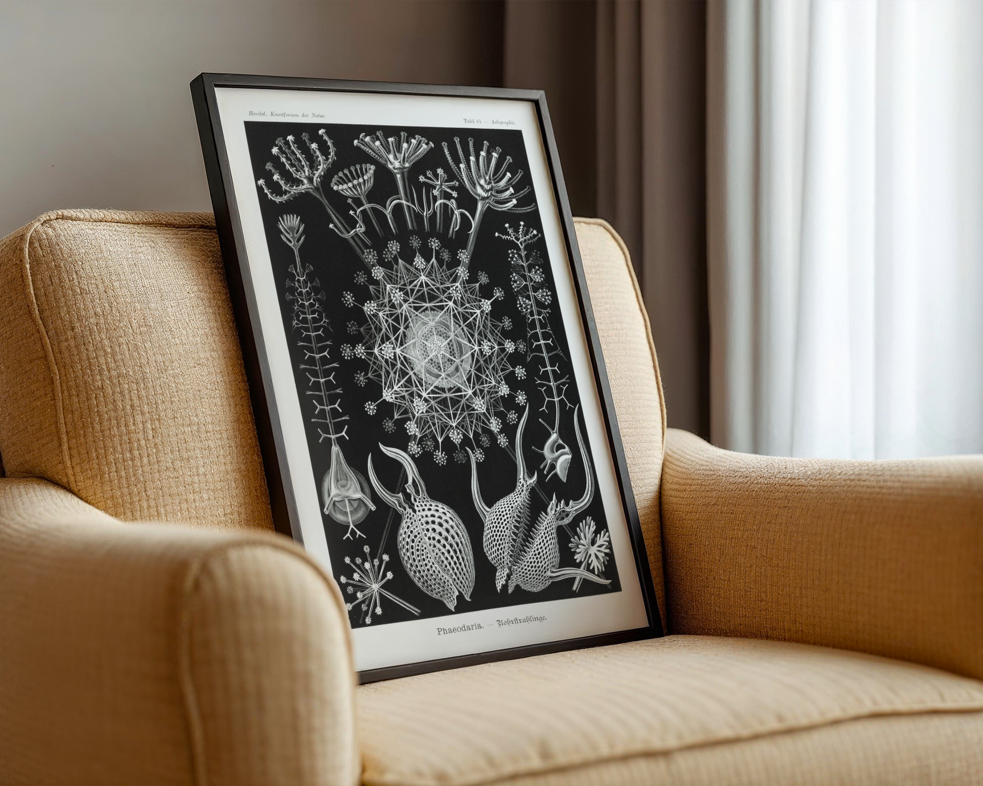 Ernst Haeckel - Phaeodaria