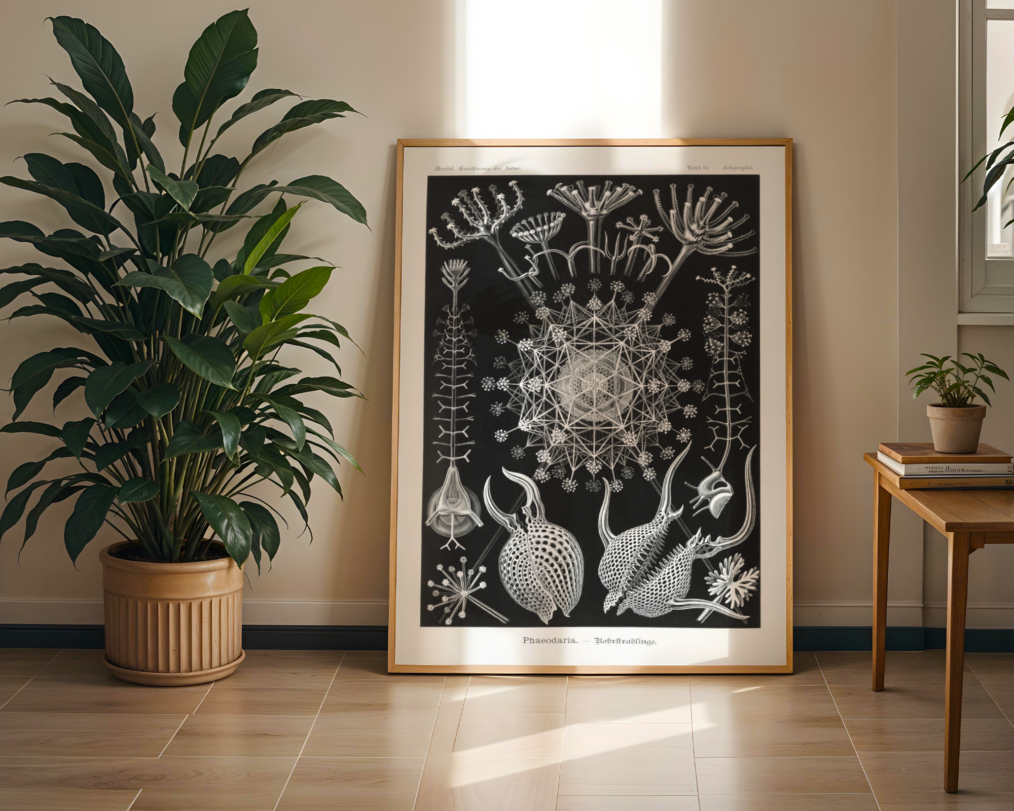 Ernst Haeckel - Phaeodaria