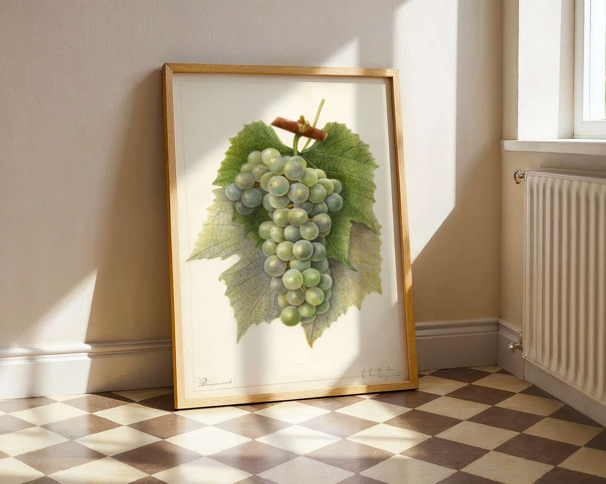 Amanda Almira Newton - Vitis: Diamond