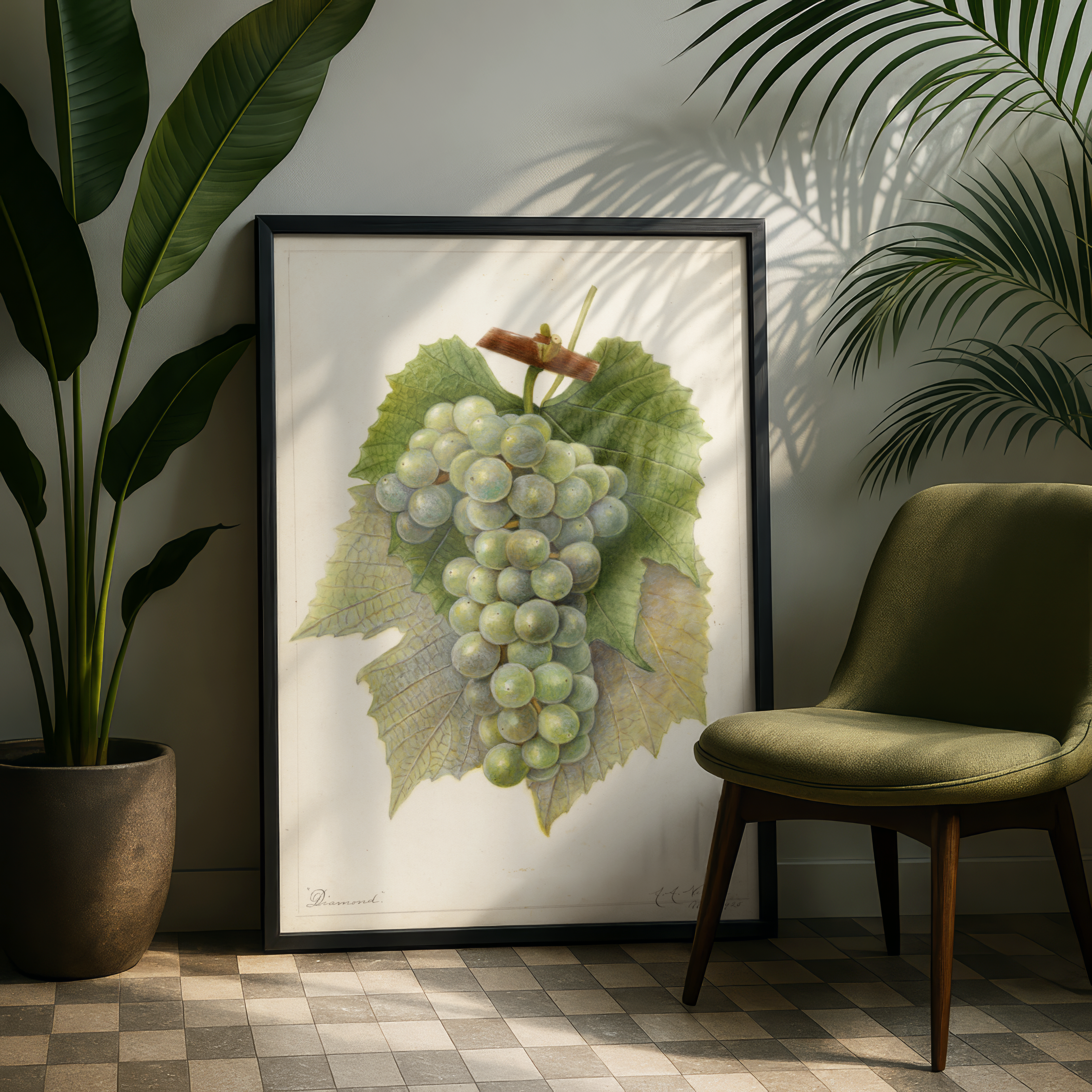 Amanda Almira Newton - Vitis: Diamond