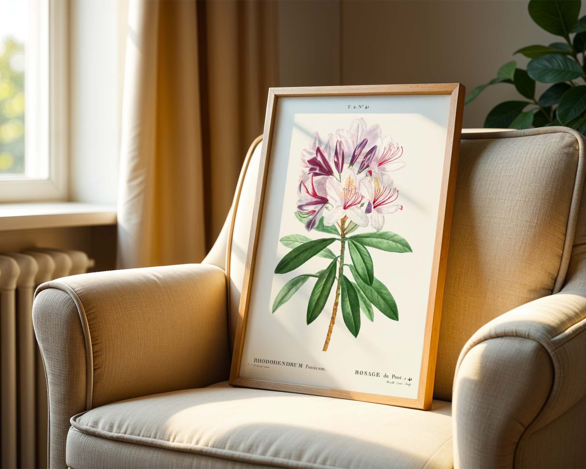 Pierre-Joseph Redouté - Rhododendron ponticum (1802)