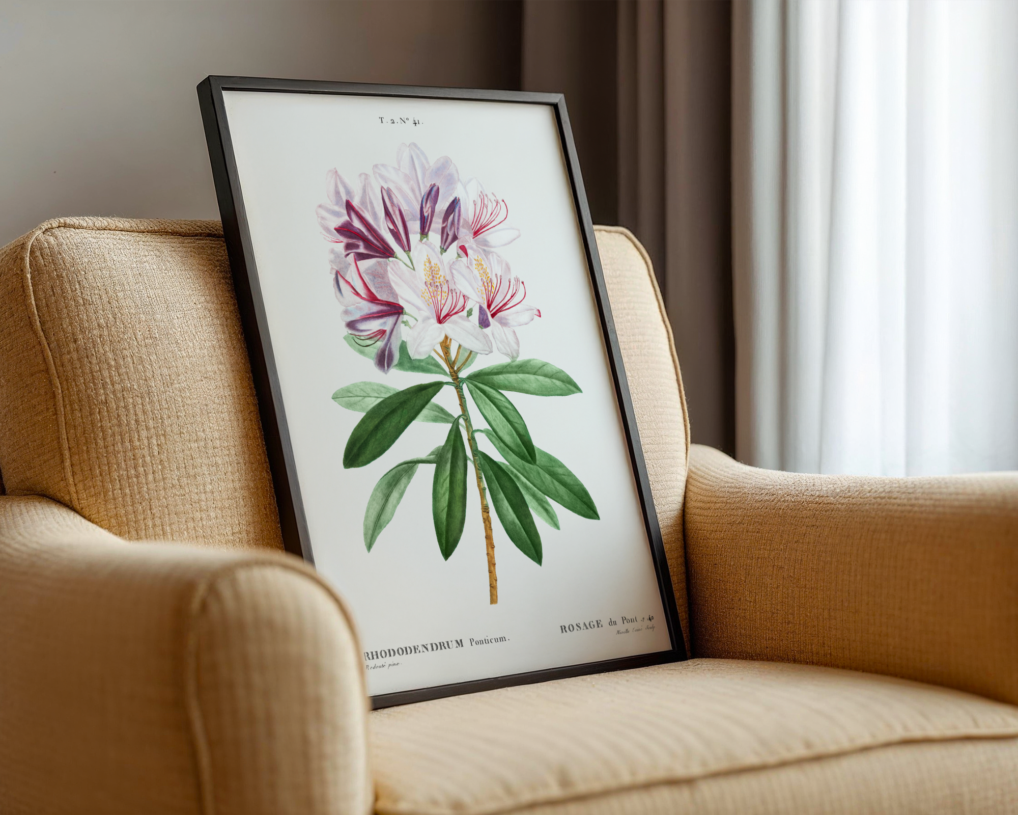 Pierre-Joseph Redouté - Rhododendron ponticum (1802)