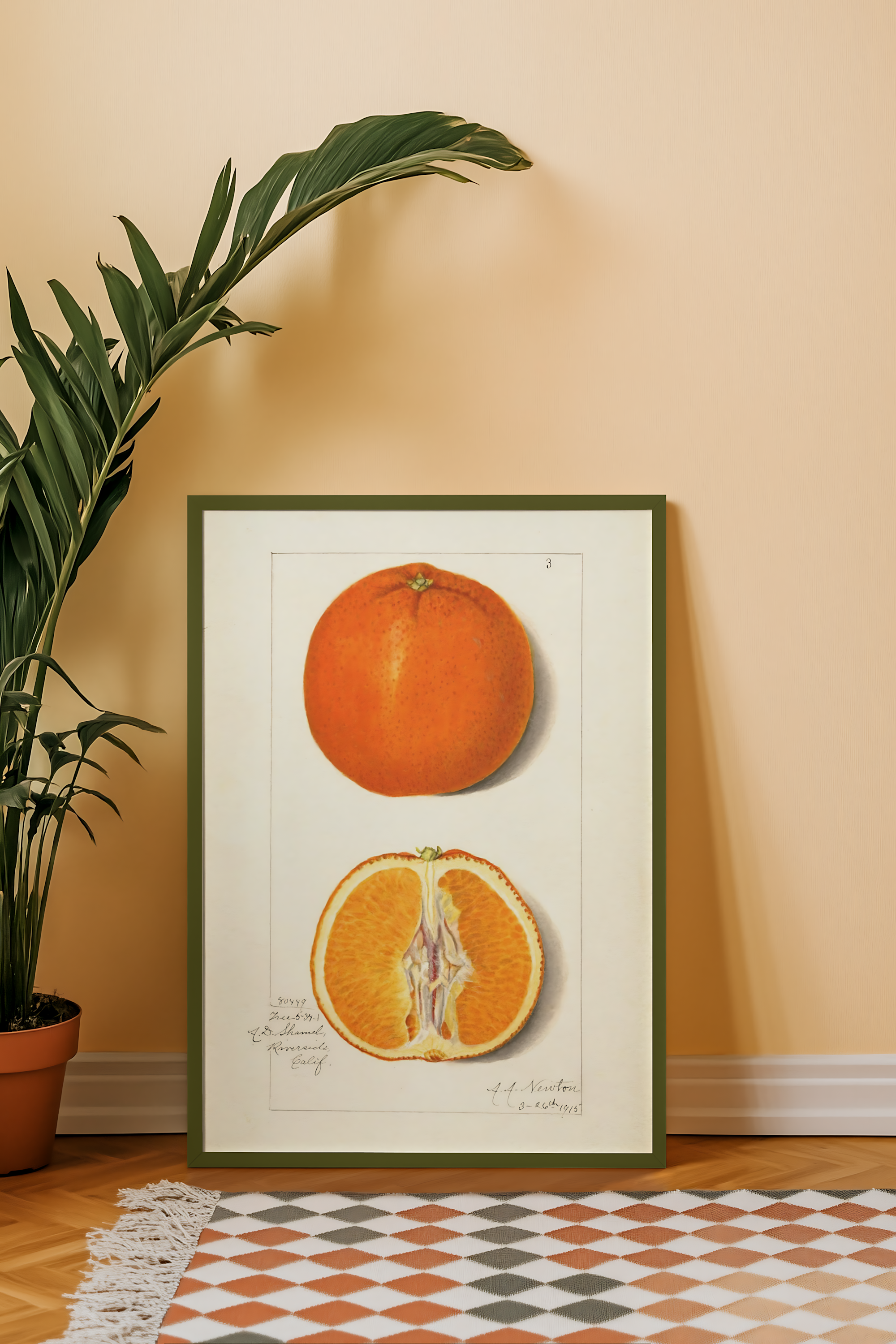 Amanda Almira Newton - Orange Tangerine