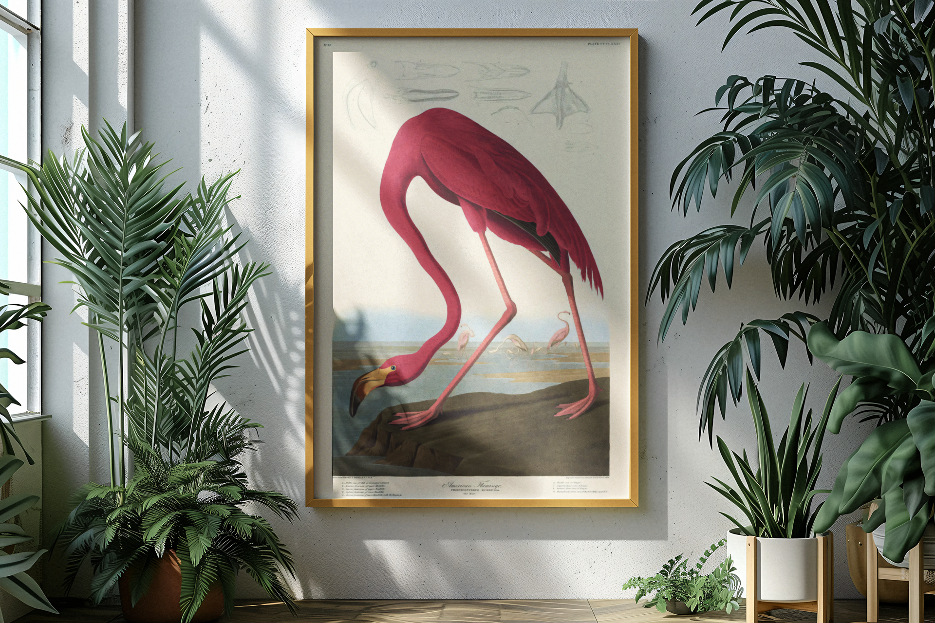 John James Audubon - American Flamingo