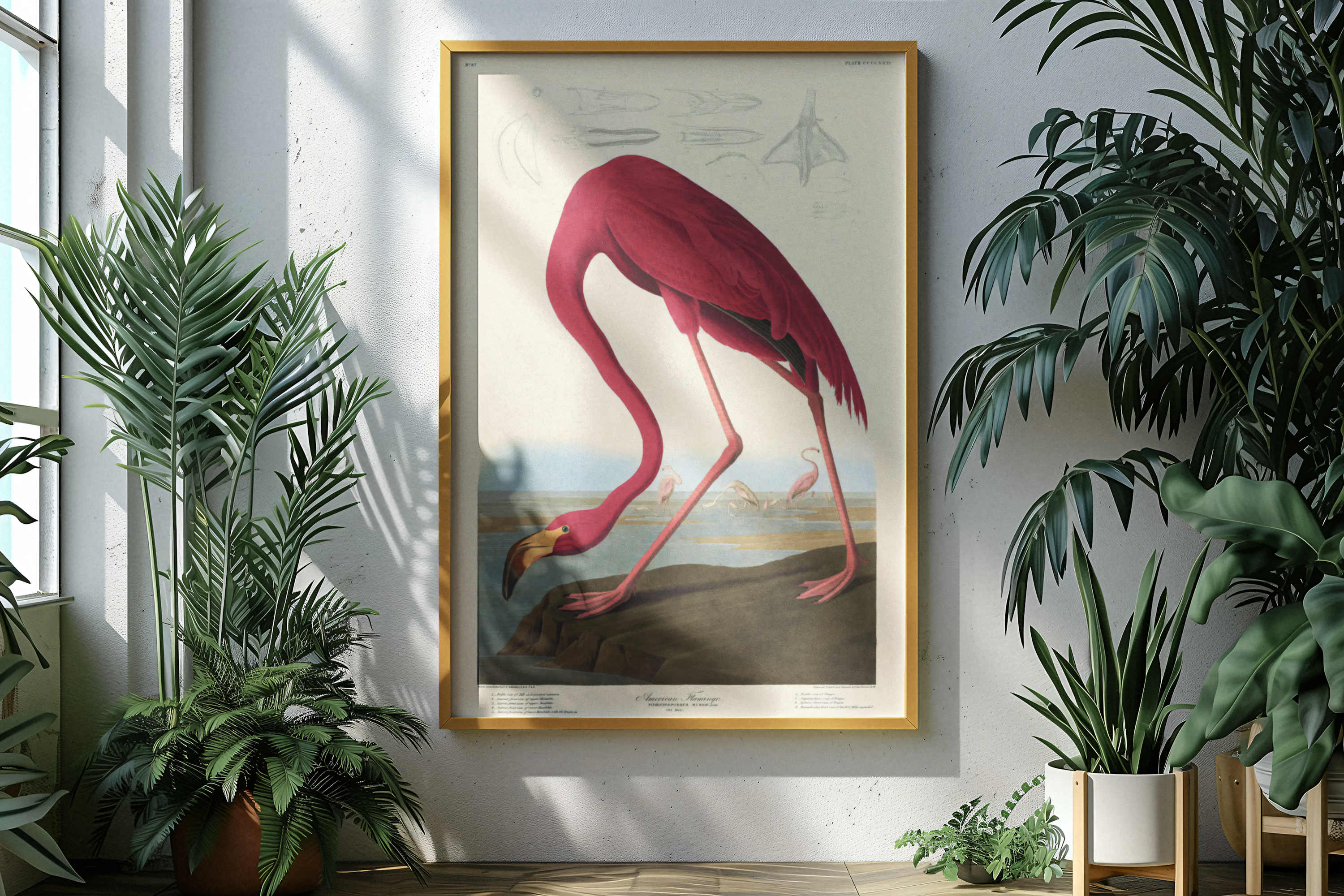 John James Audubon - American Flamingo