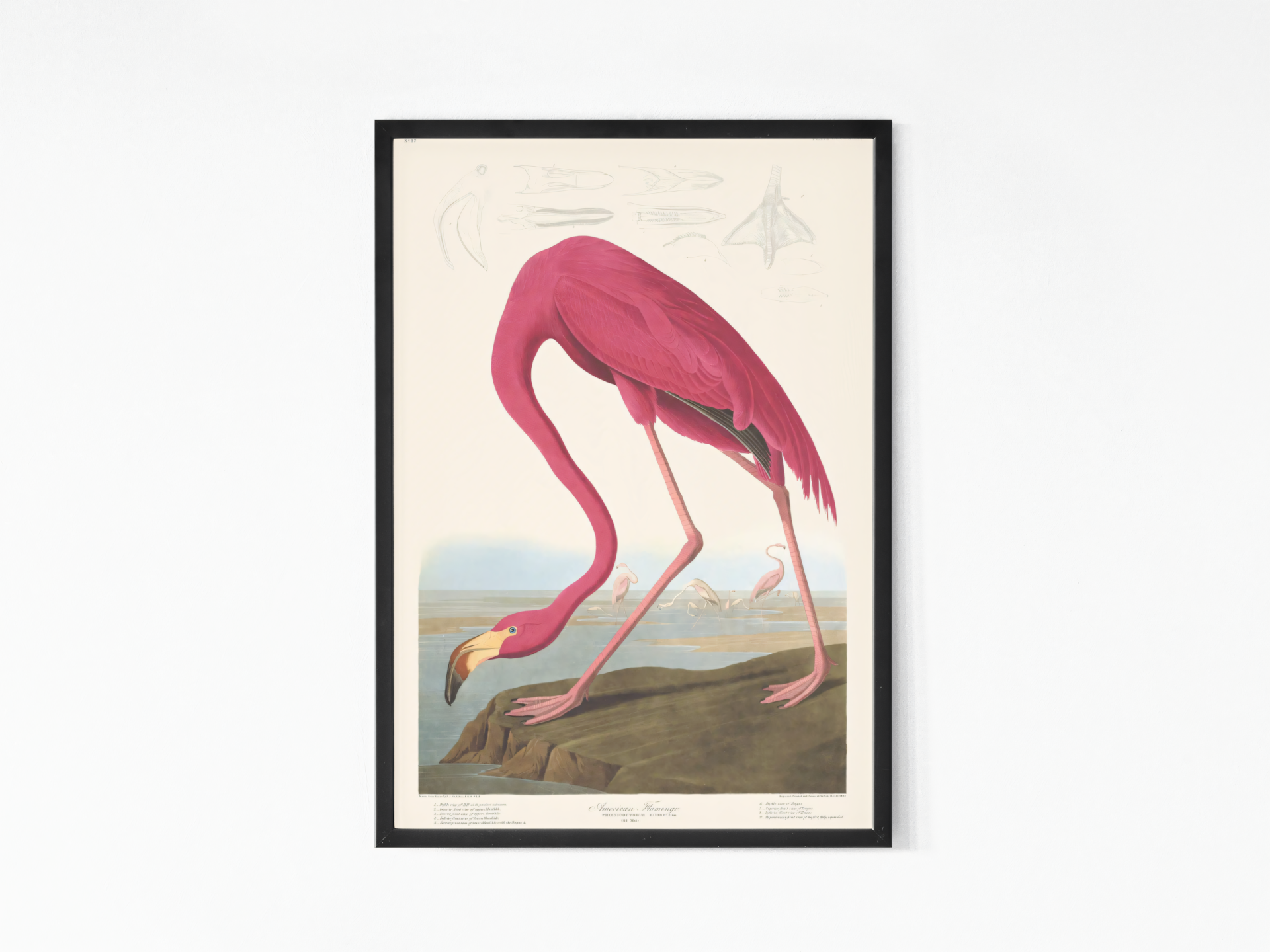 John James Audubon - American Flamingo