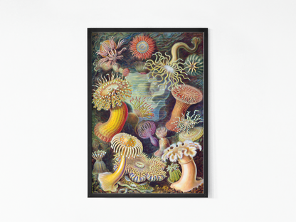Ernst Haeckel - Actiniae (1904)