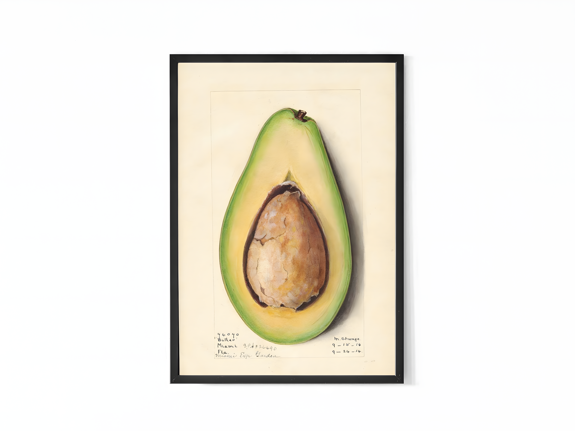 Amada Almira Newton - Avocado (1916)