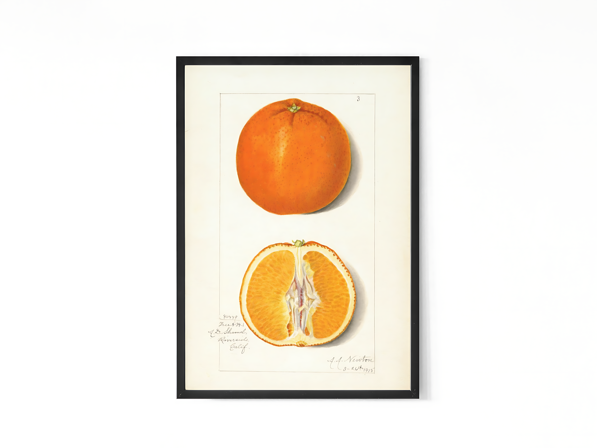 Amanda Almira Newton - Orange Tangerine
