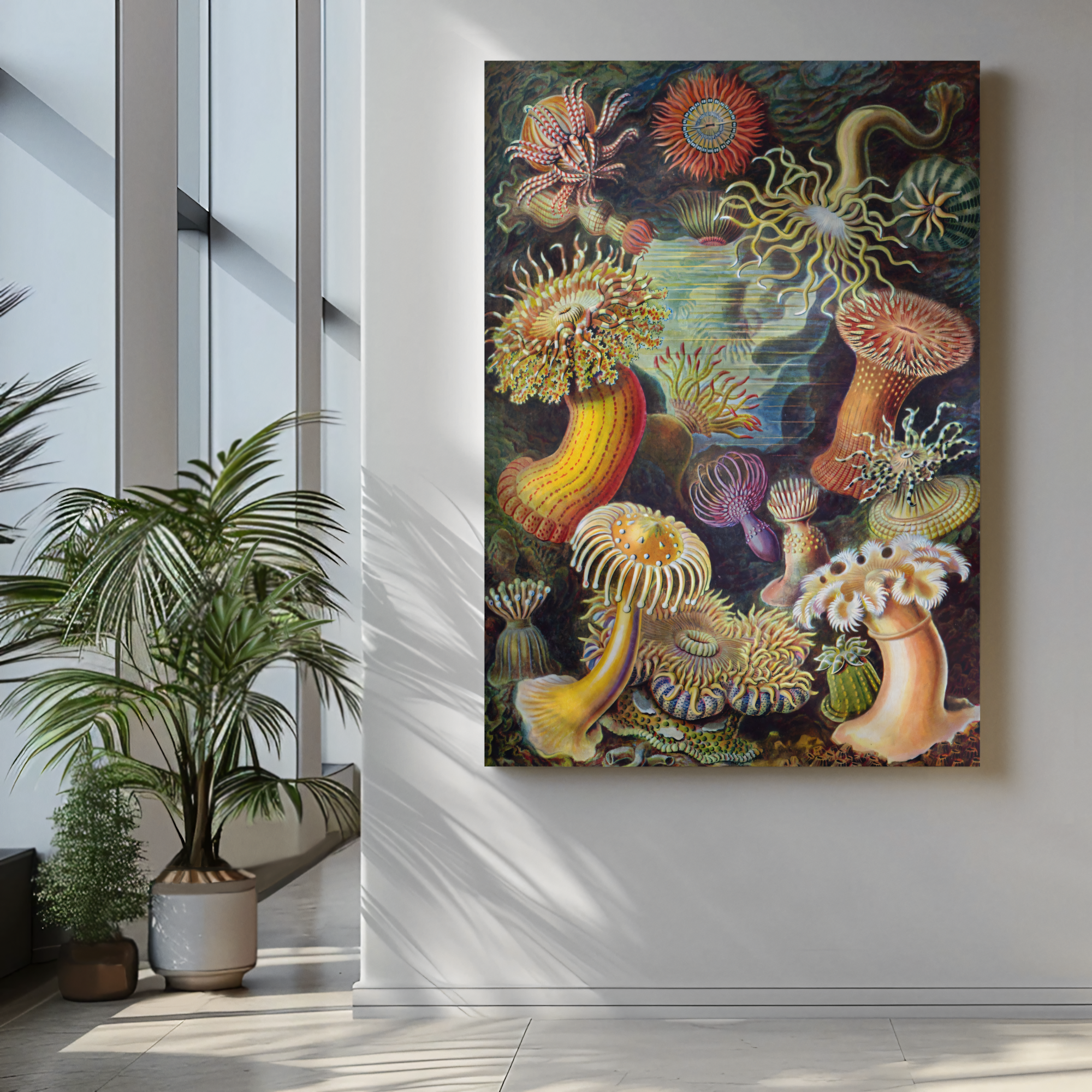 Ernst Haeckel - Actiniae (1904)