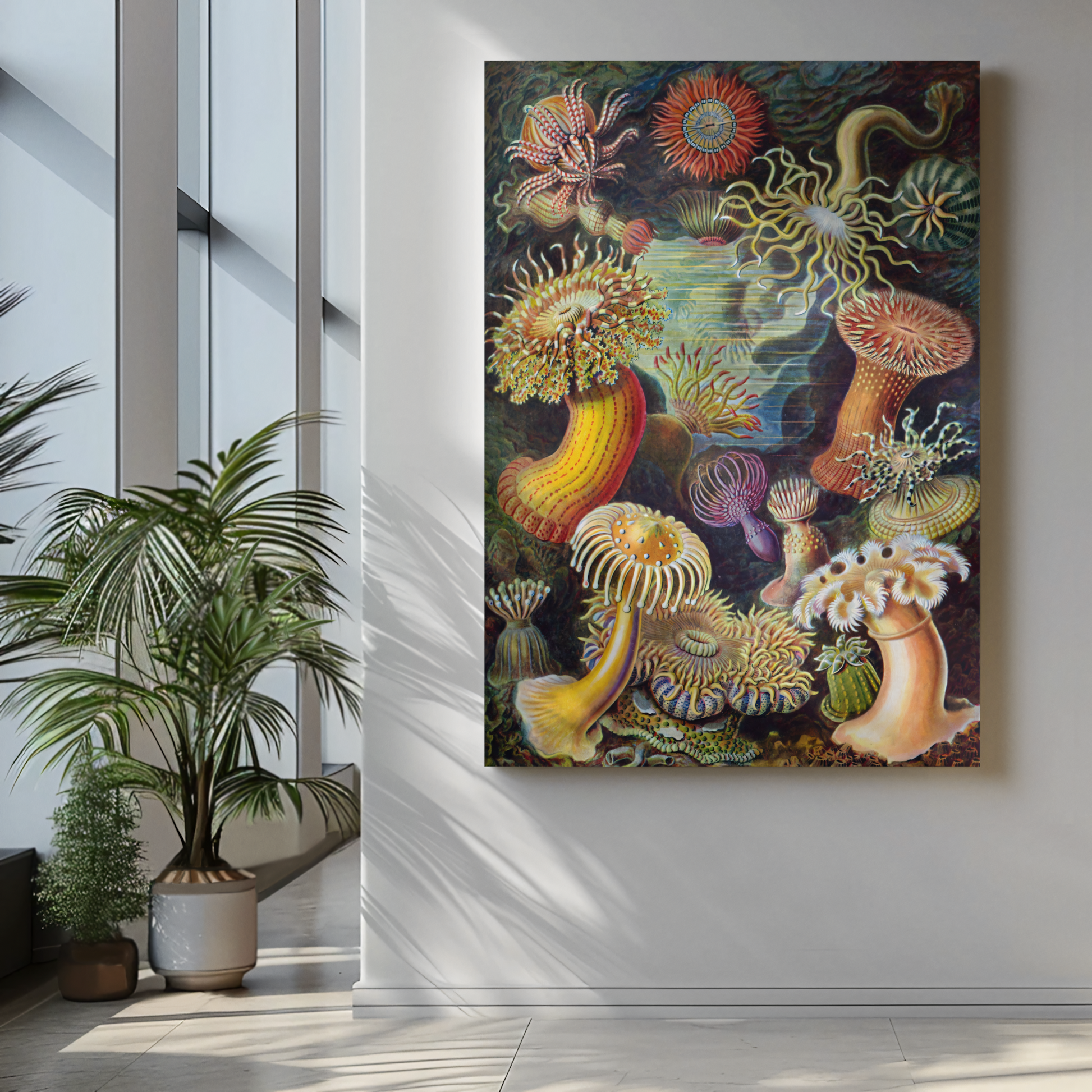 Ernst Haeckel - Actiniae (1904)