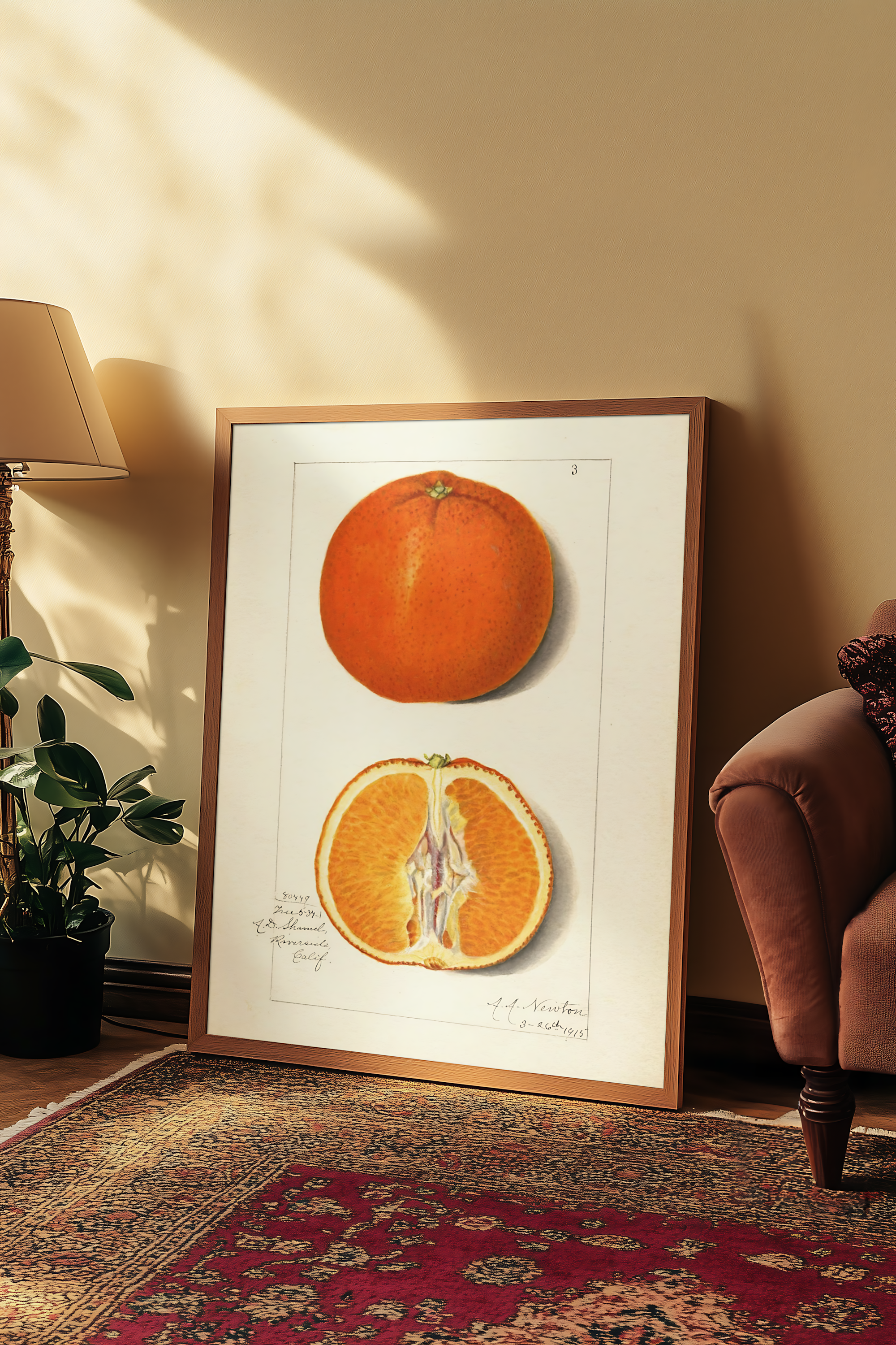 Amanda Almira Newton - Orange Tangerine