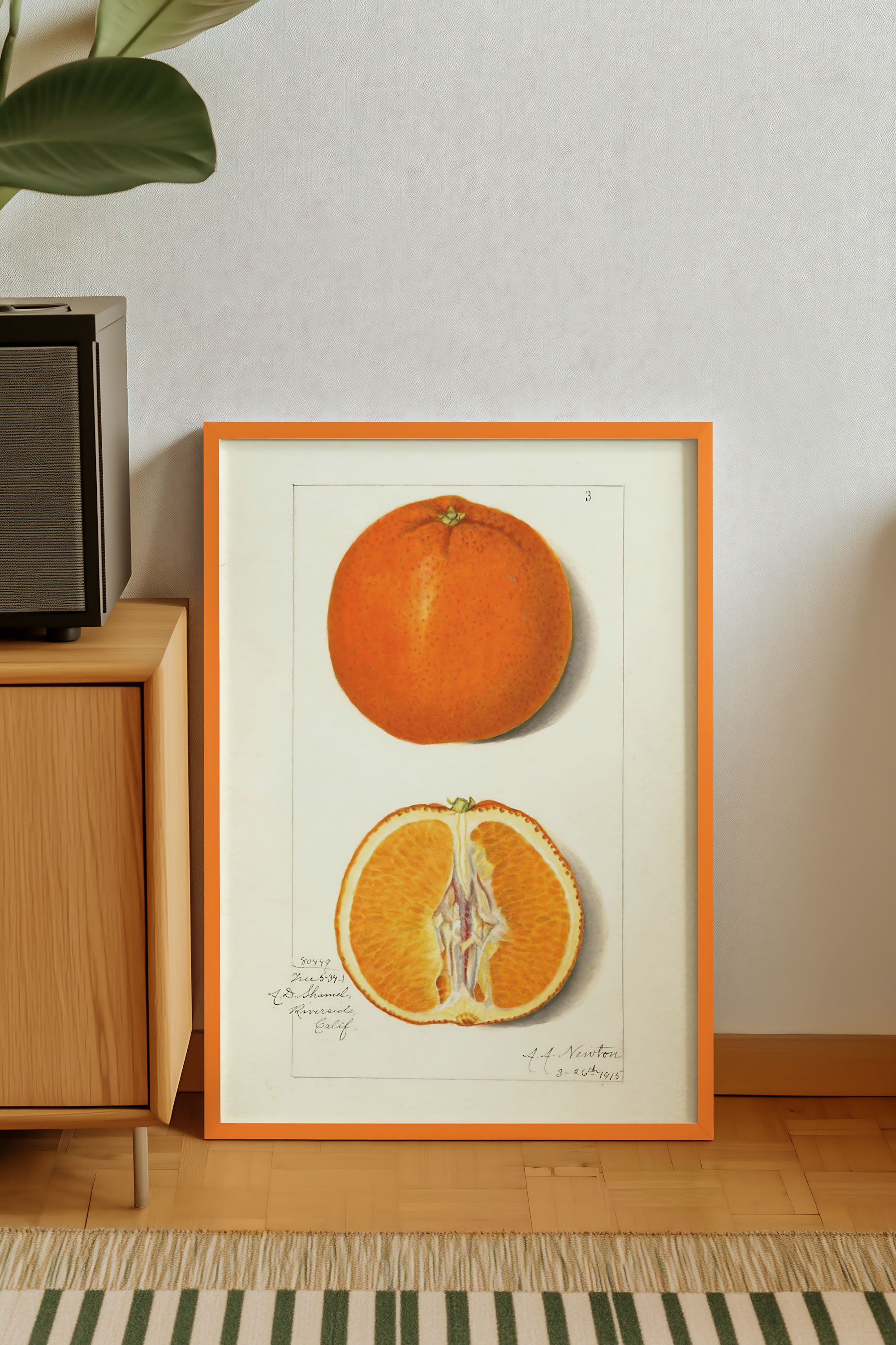Amanda Almira Newton - Orange Tangerine