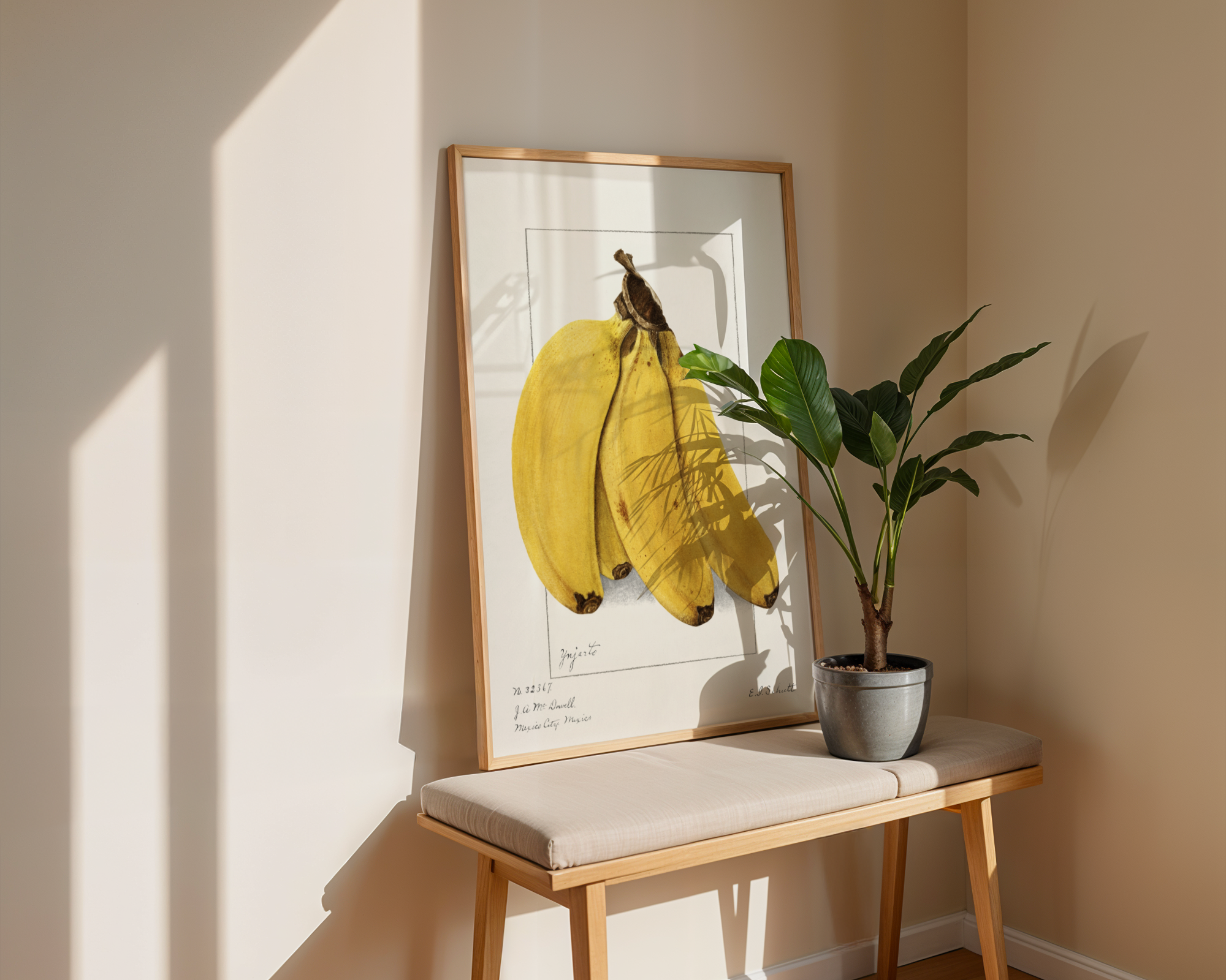 Ellen Isham Schutt - Bananas (Musa) 1904
