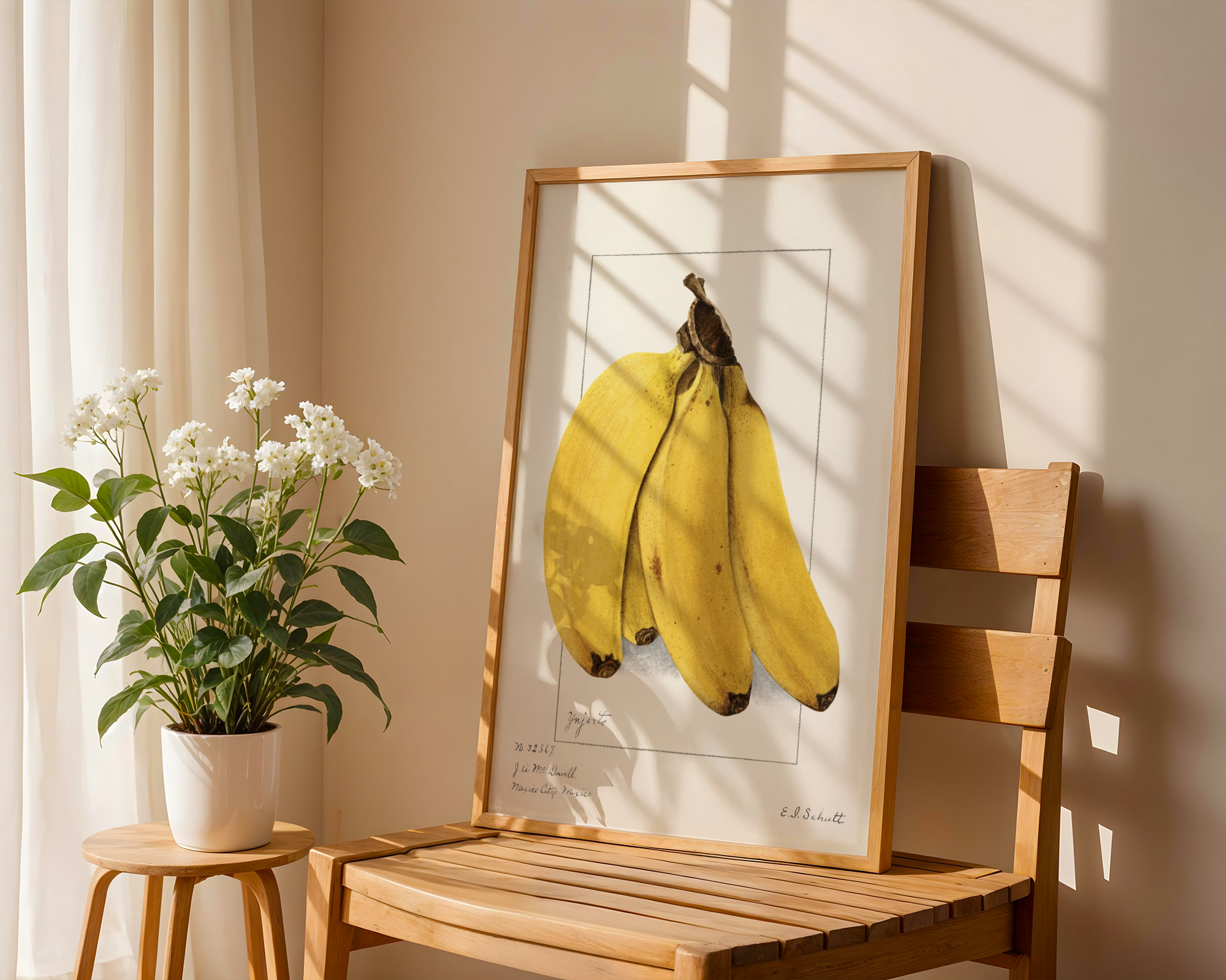Ellen Isham Schutt - Bananas (Musa) 1904