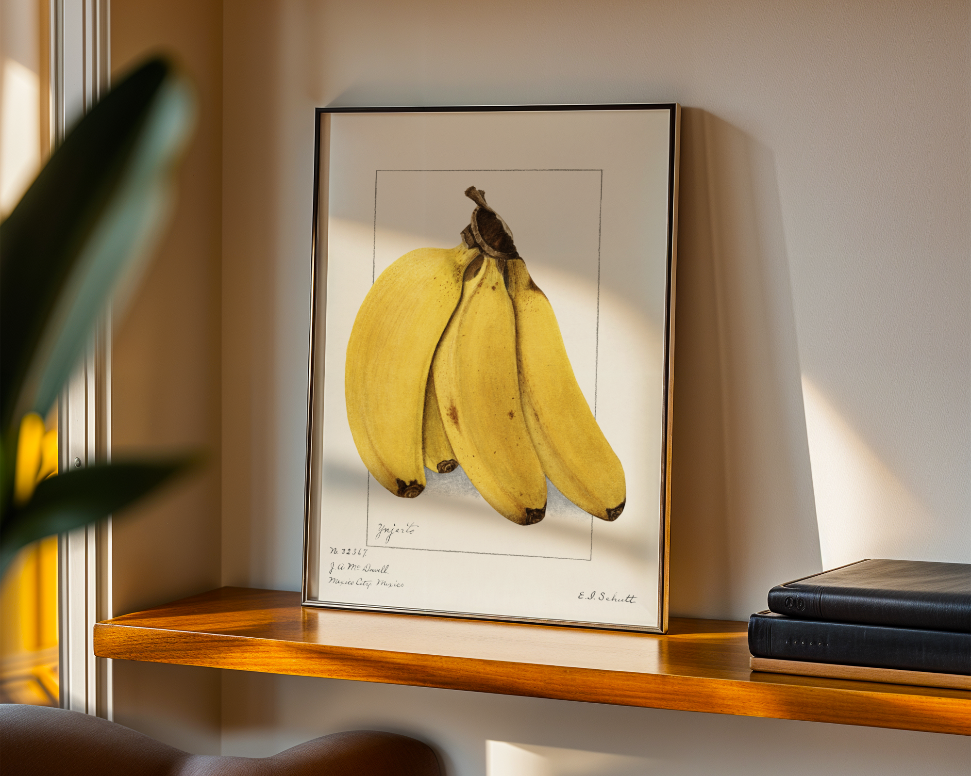 Ellen Isham Schutt - Bananas (Musa) 1904