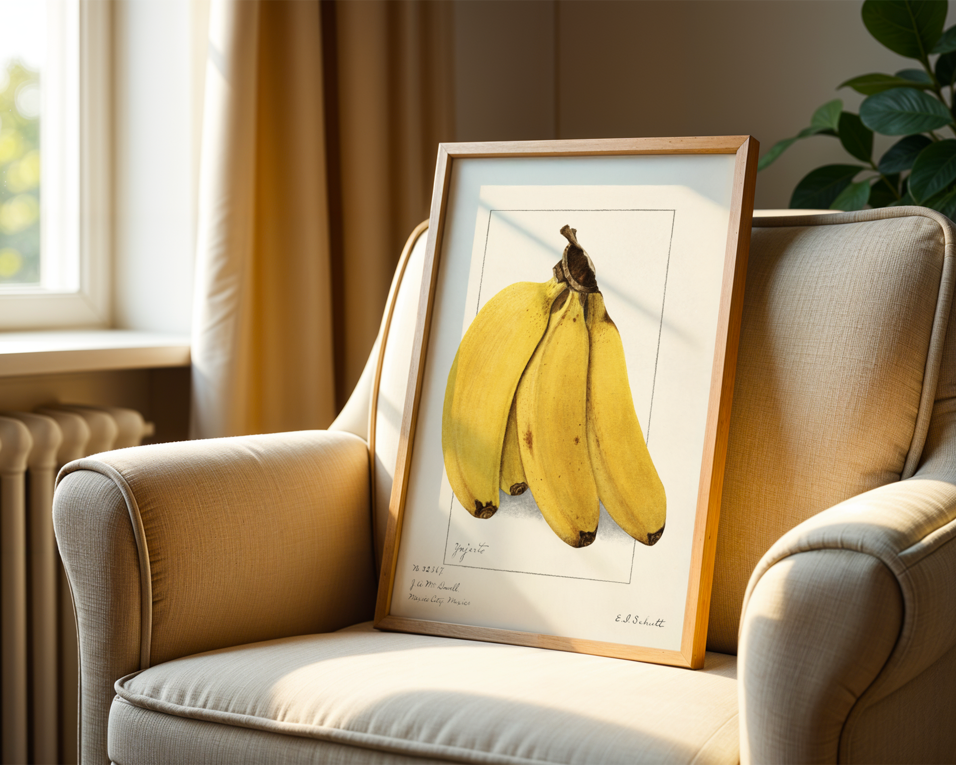 Ellen Isham Schutt - Bananas (Musa) 1904