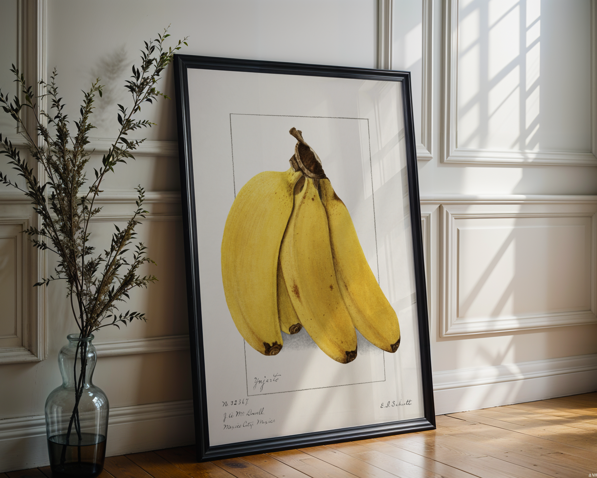 Ellen Isham Schutt - Bananas (Musa) 1904