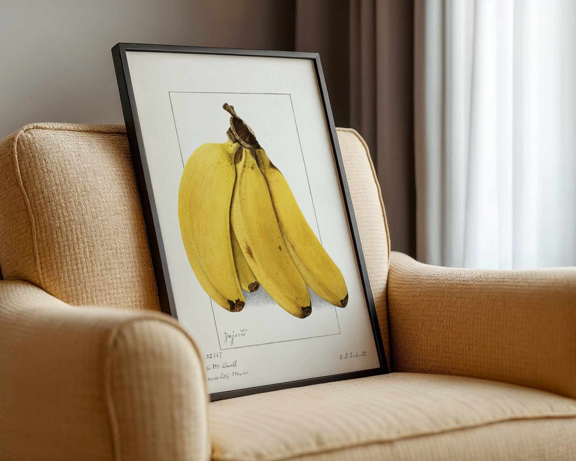 Ellen Isham Schutt - Bananas (Musa) 1904